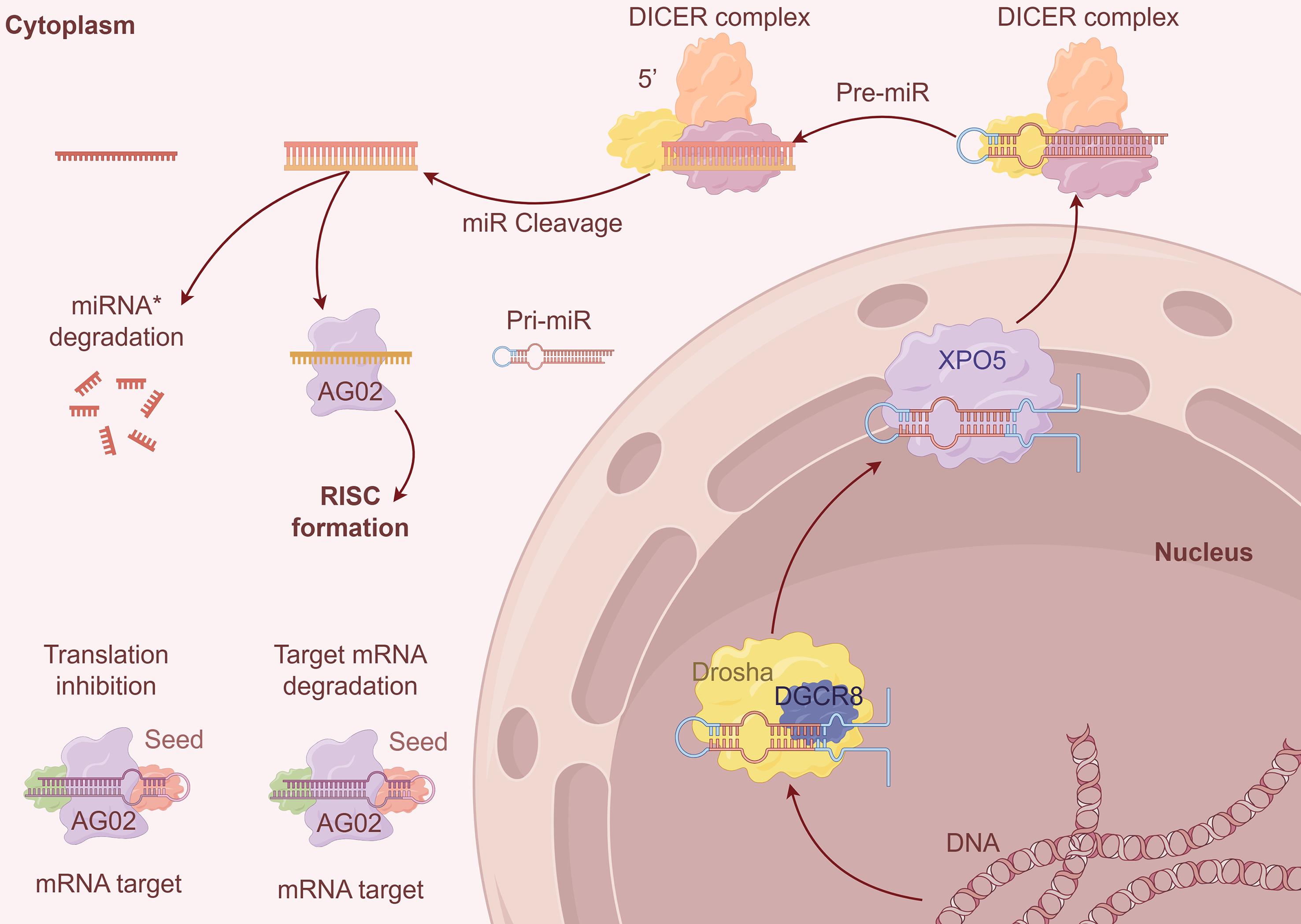Biogenesis of microRNA (miRNA).
