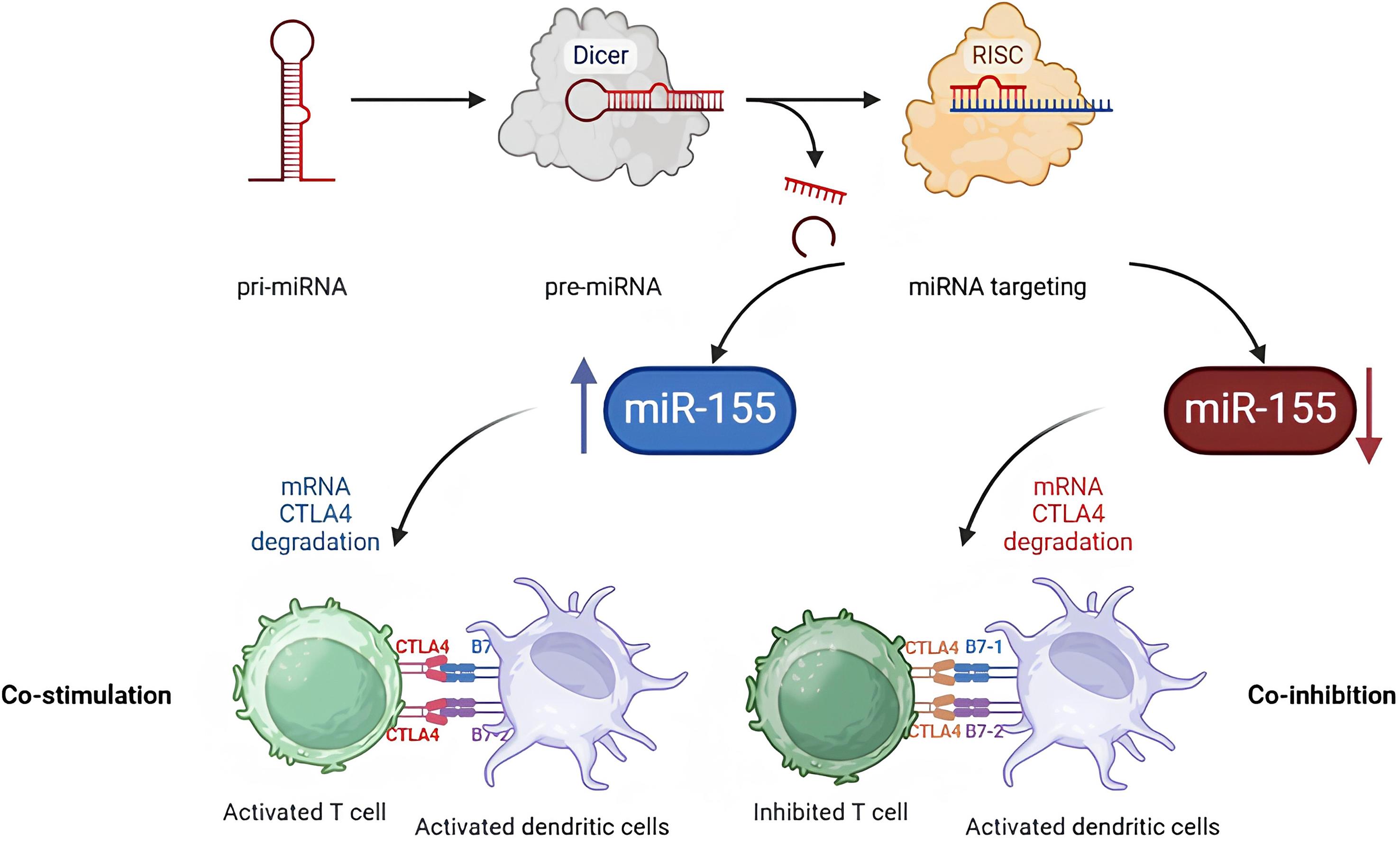 Post-transcriptional silencing of cytotoxic T-lymphocyte-associated protein 4 (CTLA-4) by miR-155 in Treg cells may contribute to reducing CTLA-4 mRNA expression observed in cardiovascular diseases.