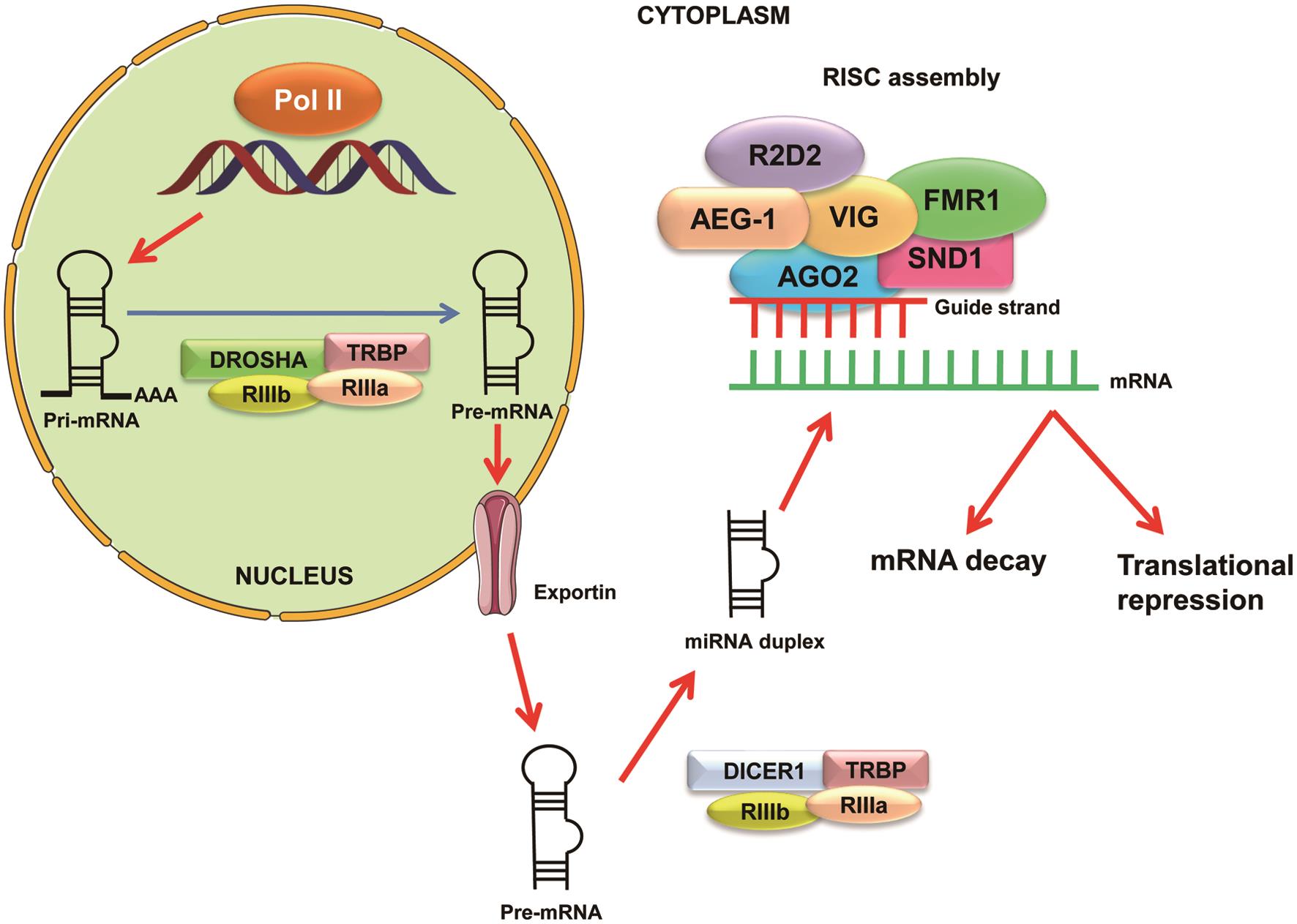 Schematic representation of miRNA biogenesis and RISC assembly.