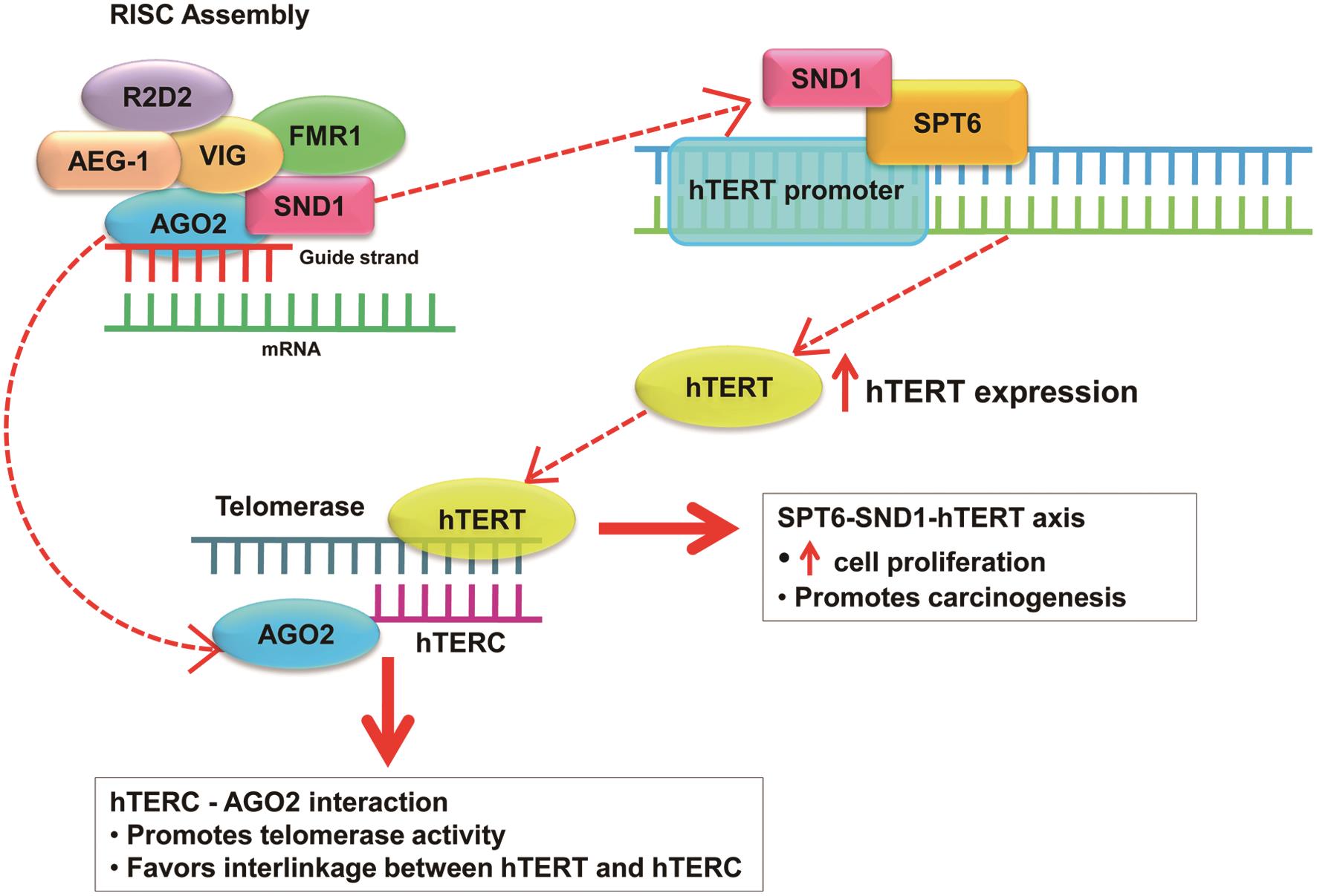 Schematic representation of the interaction between RISC components and telomerase in promoting HCC.