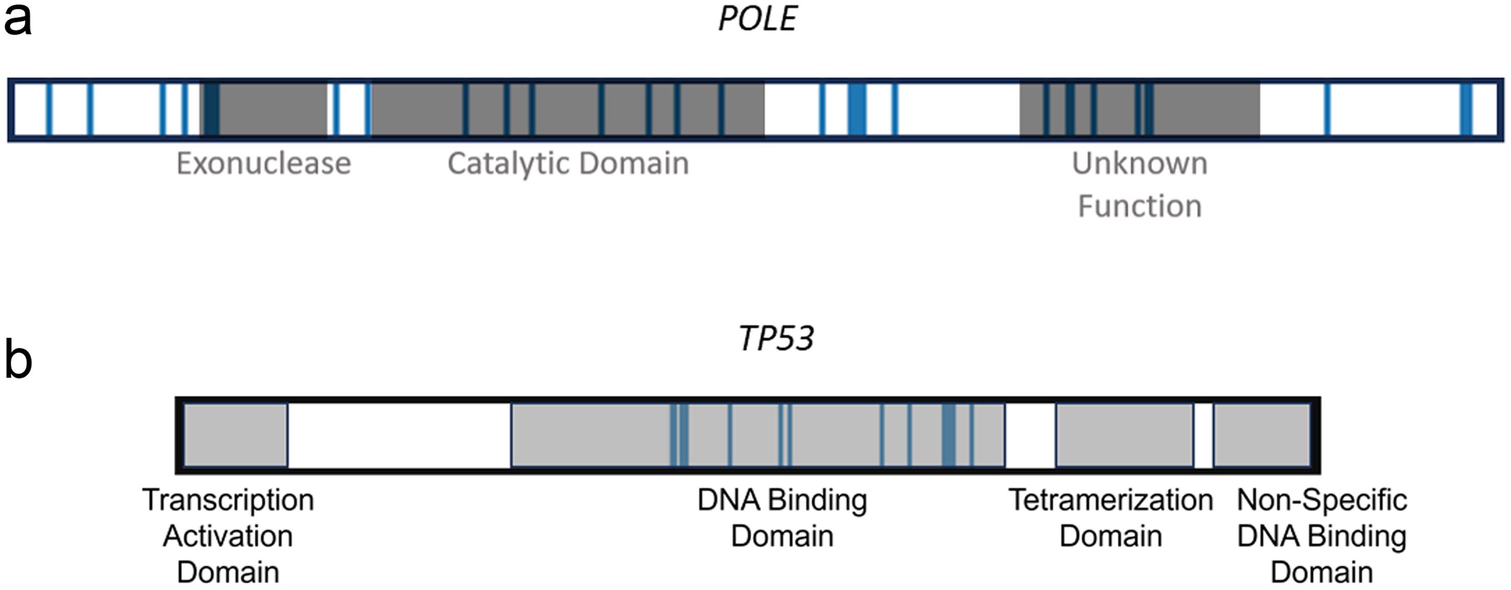 <italic>POLE</italic> and <italic>p53</italic> genes.