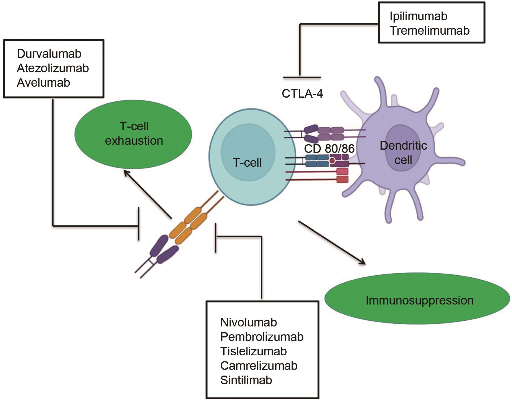 Treatment Options for Hepatocellular Carcinoma Using Immunotherapy ...