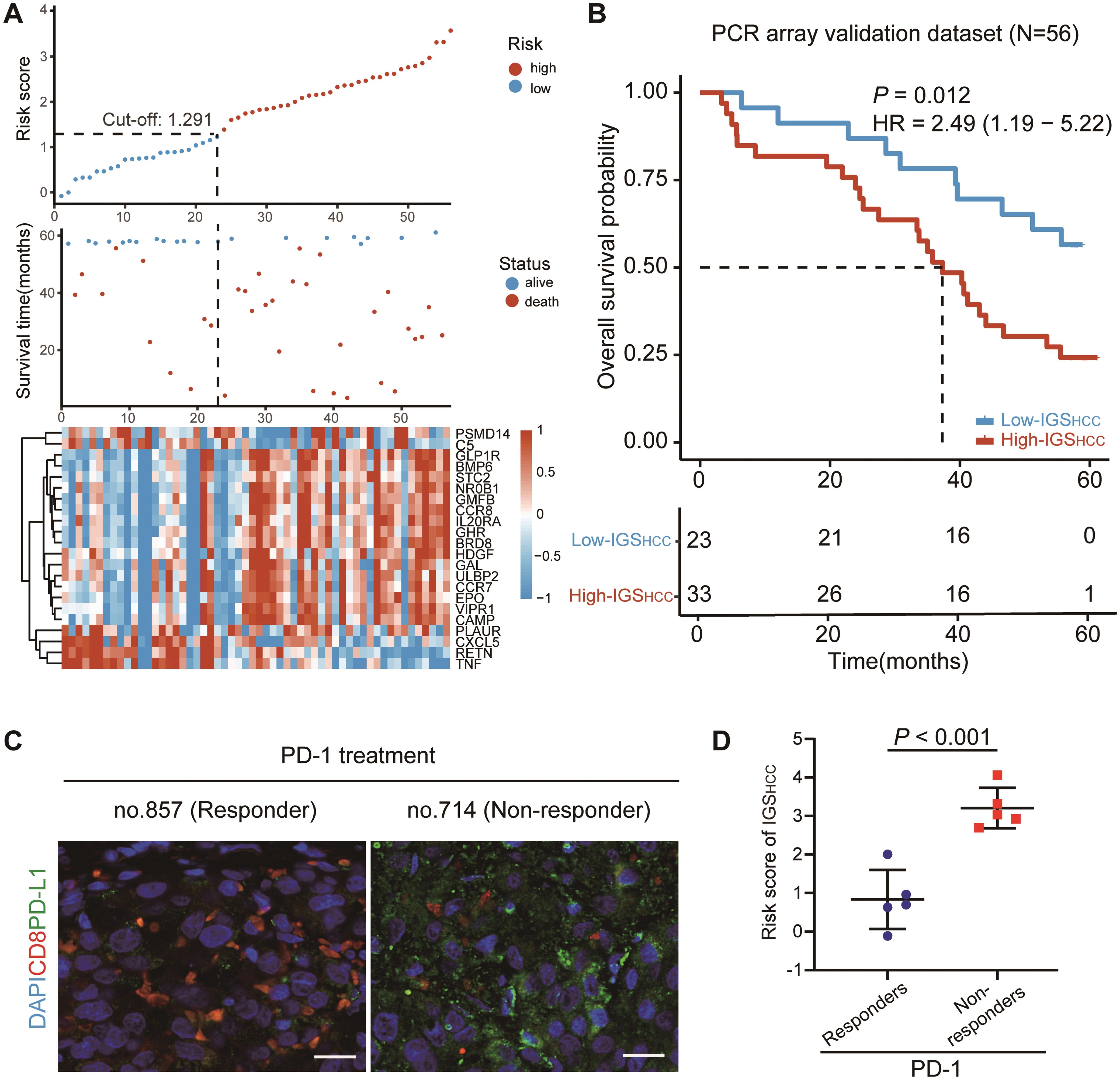 Independent clinical validation of the prognostic risk-stratification and immunotherapy response prediction ability of IGS<sub>HCC</sub>.