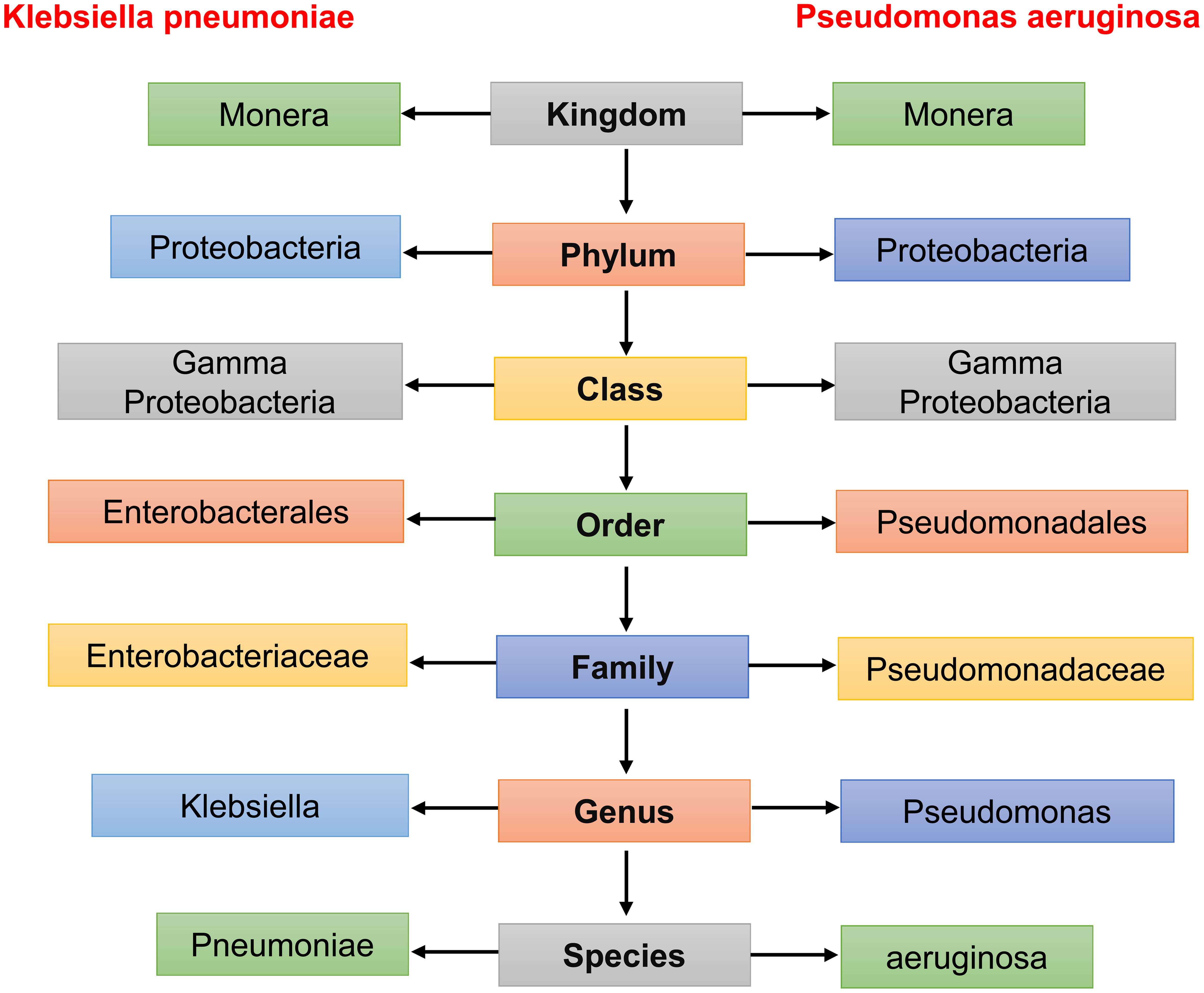 Classification of <italic>Klebsiella pneumonia</italic> and <italic>Pseudomonas aeruginosa</italic>.