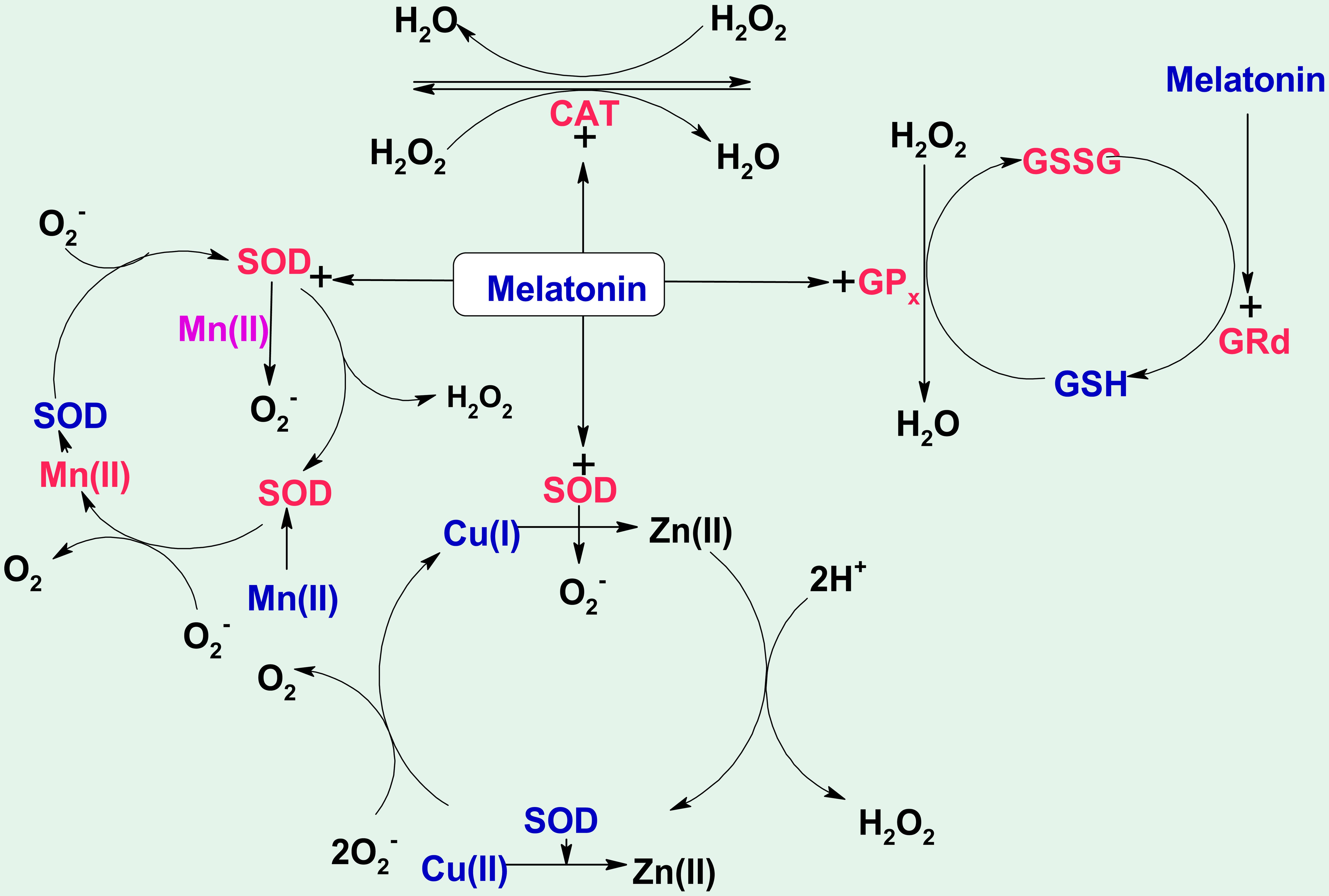 Interactions of melatonin with antioxidant enzymes.