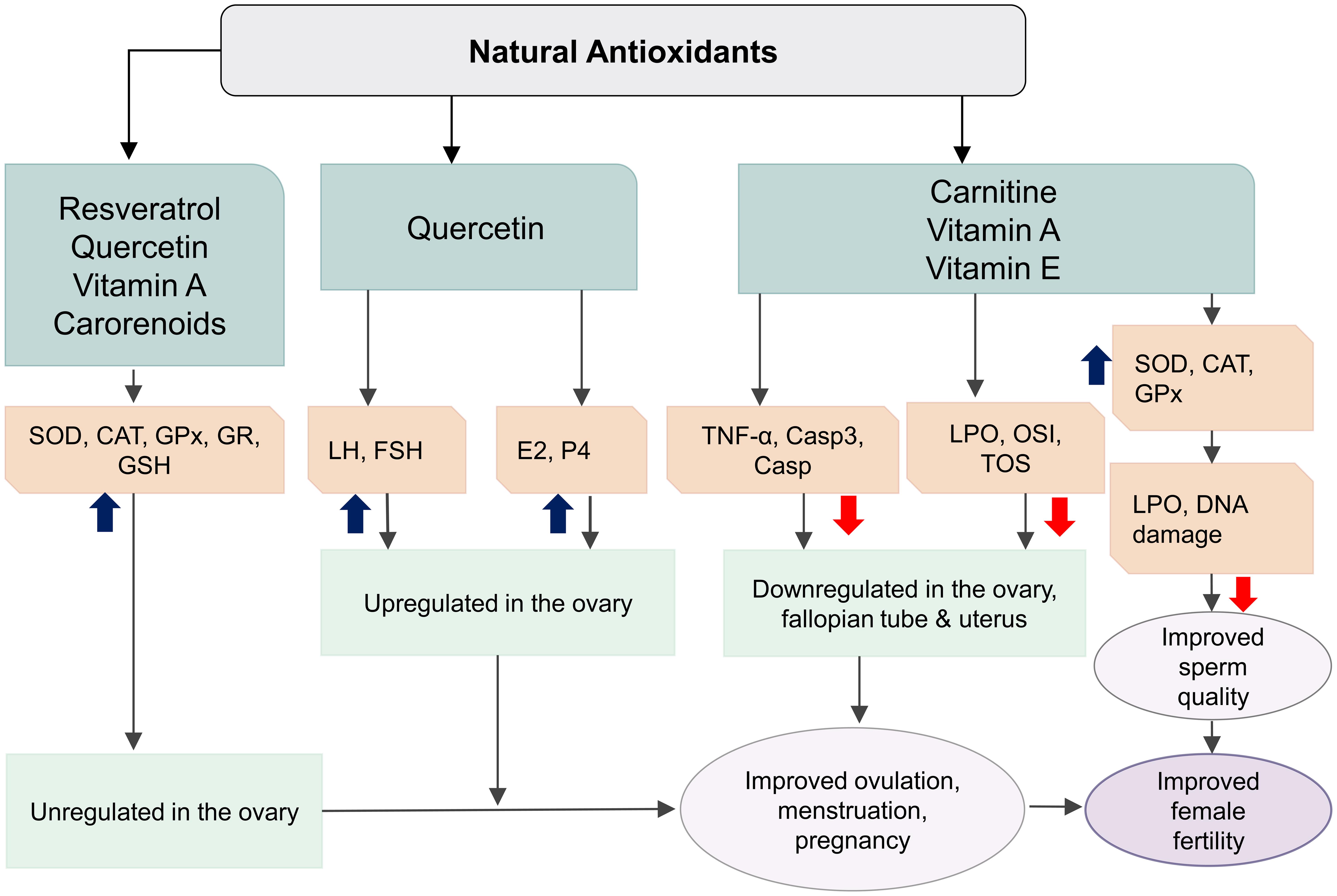 Schematic representation of the interactions between natural antioxidants and the reproductive tract.