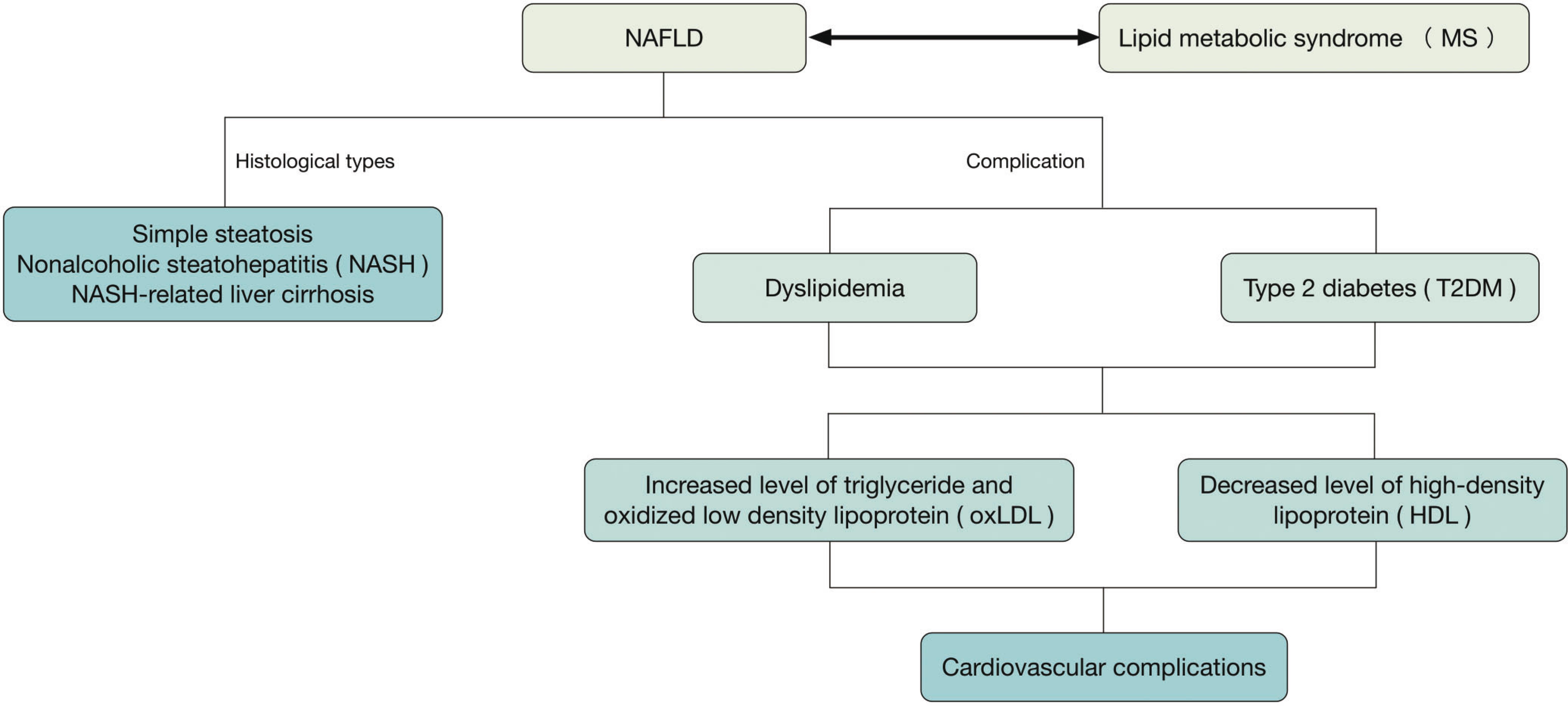 The interrelationship among NAFLD, NASH, dyslipidemia, MS, and cardiovascular complications.