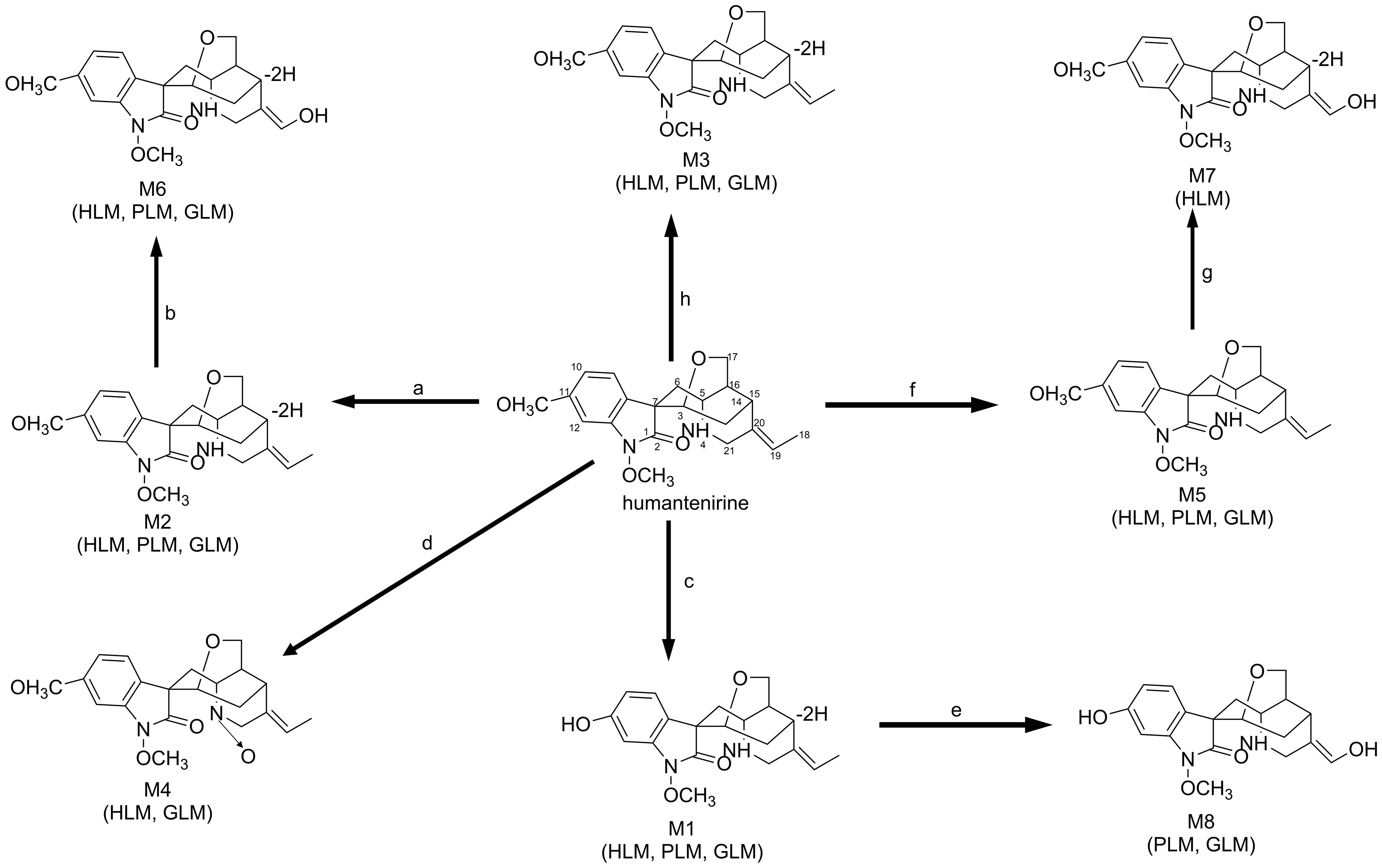 The possible metabolic pathways of humantenirine in HLM, PLM, GLM.