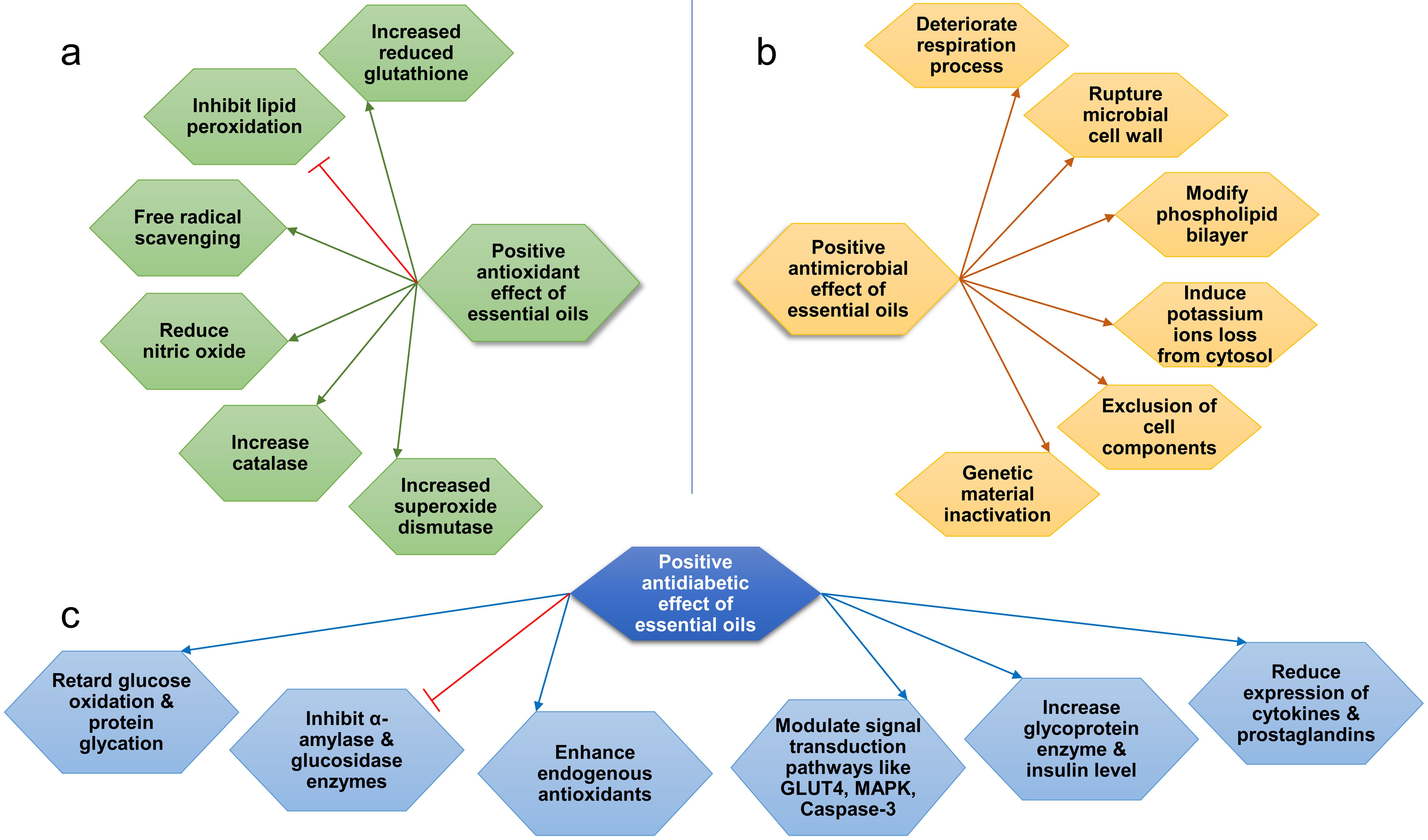 Mechanism of essential oils to control oxidative stress, microbes and diabetes.