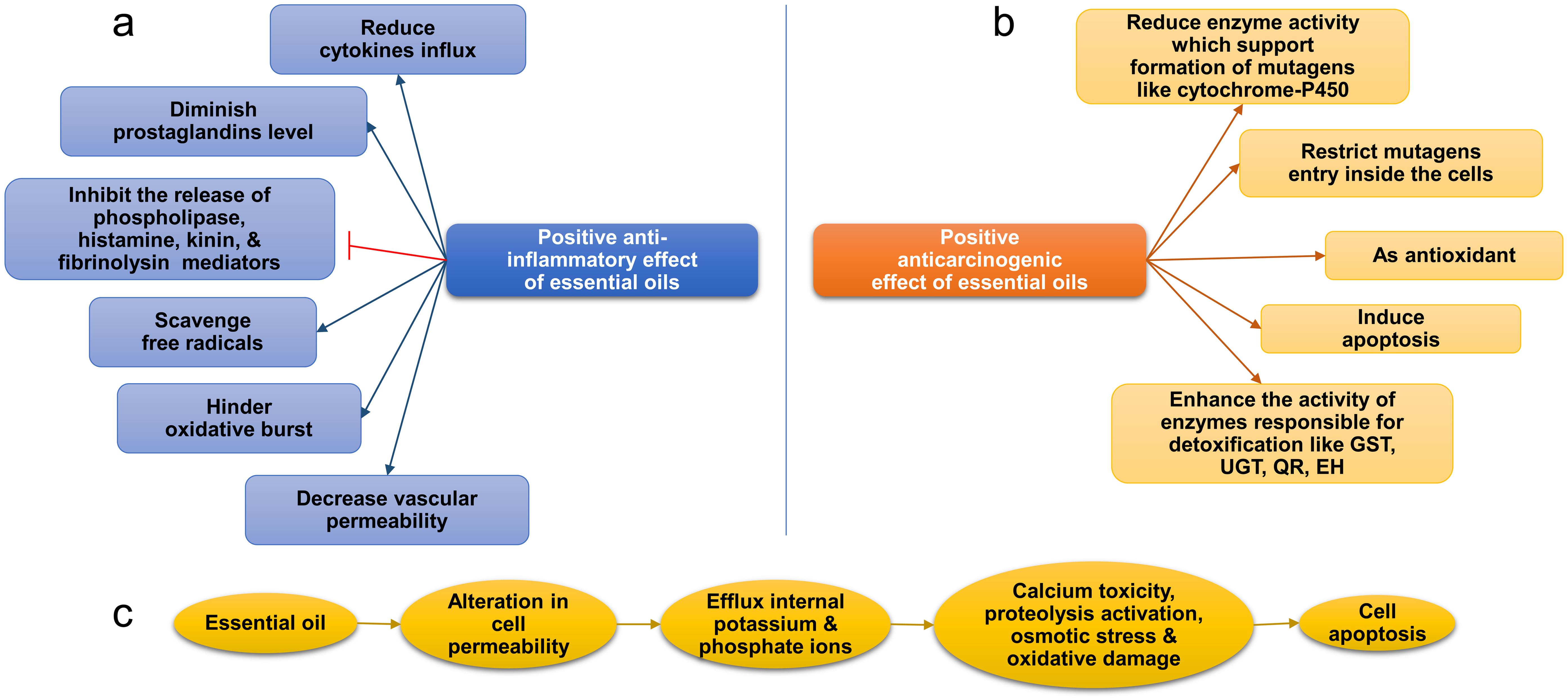 Role of essential oils in inflammation, cancer, and cell death.