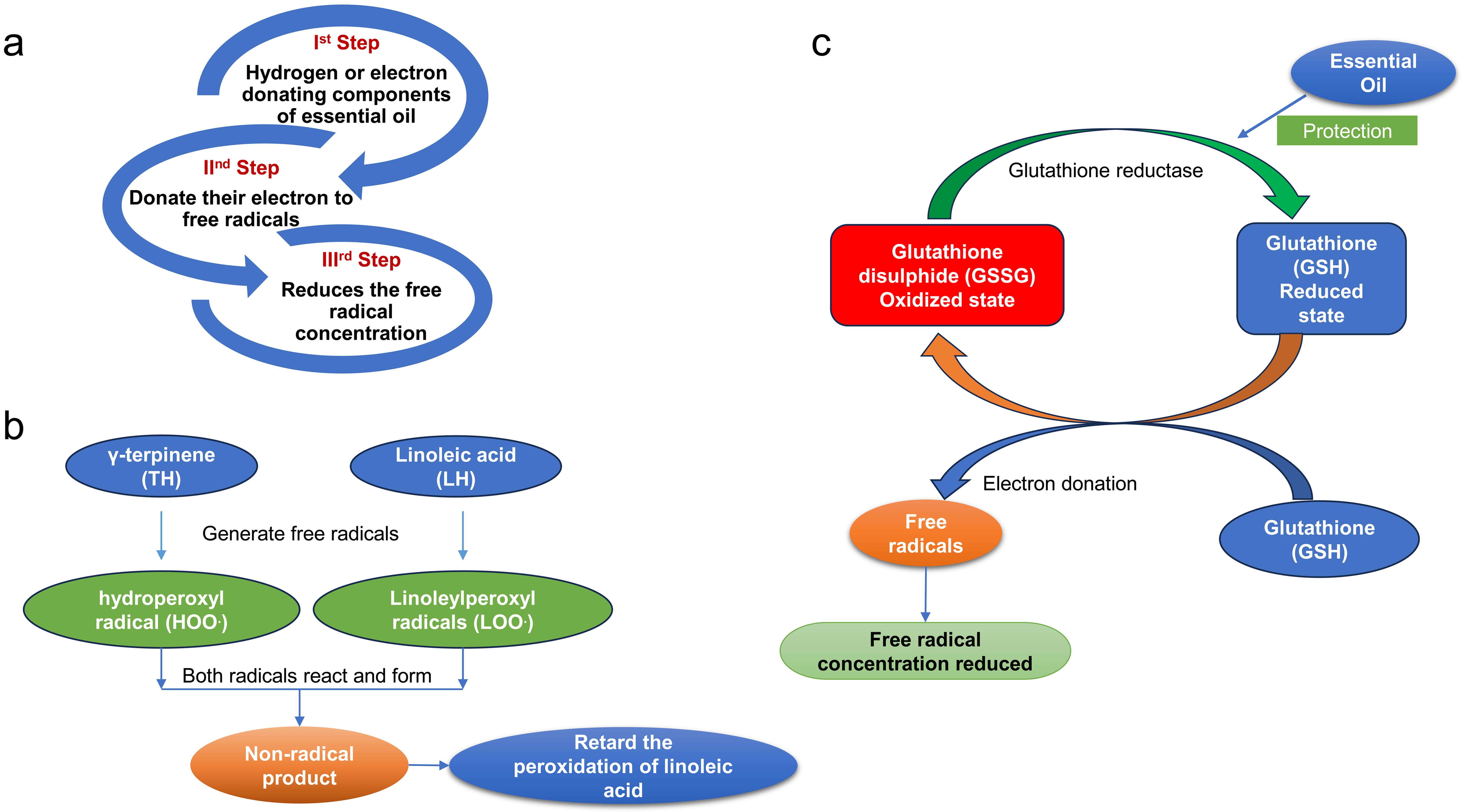 Antioxidative role of essential oils.