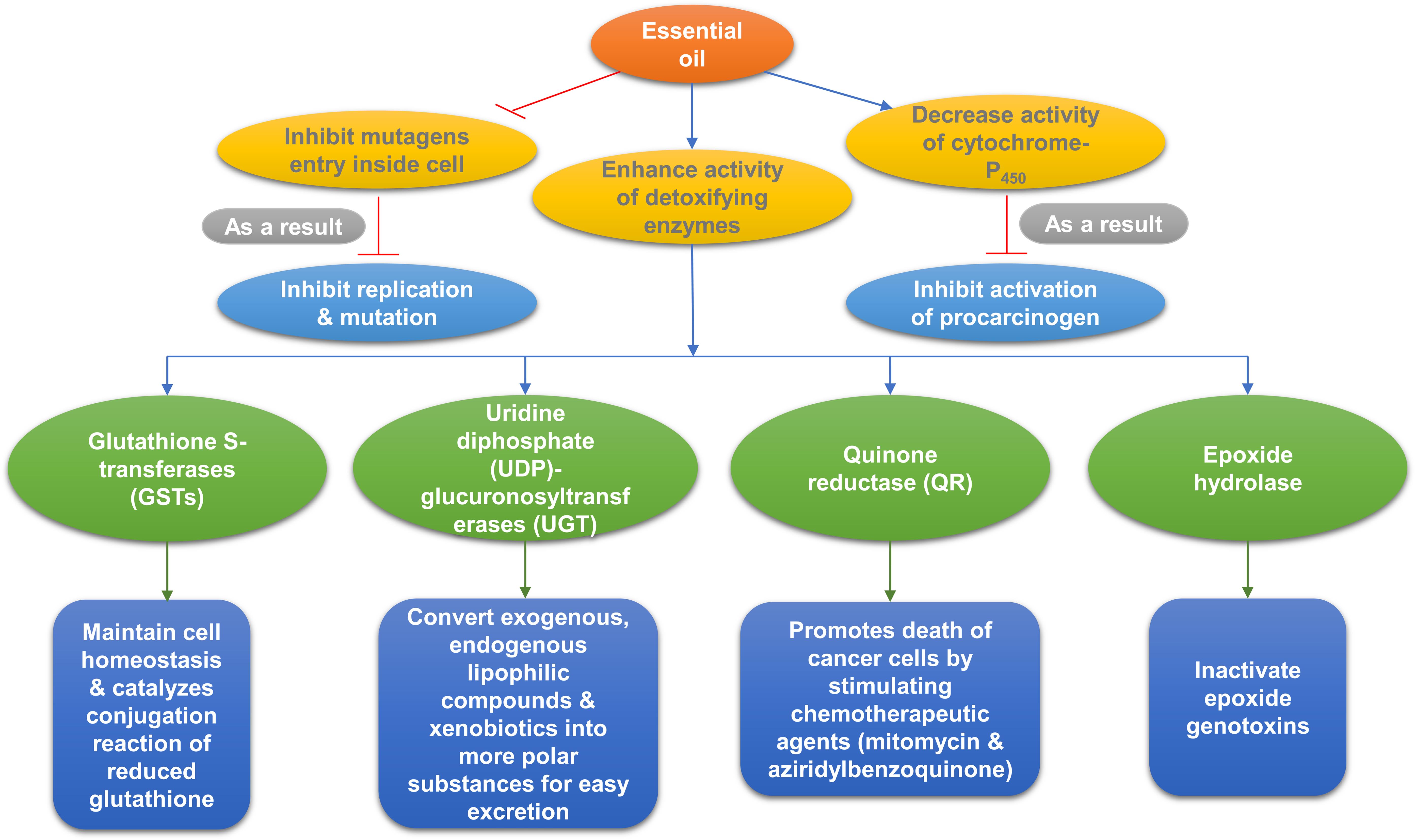 Antimutagenic and detoxifying mechanism of essential oil.