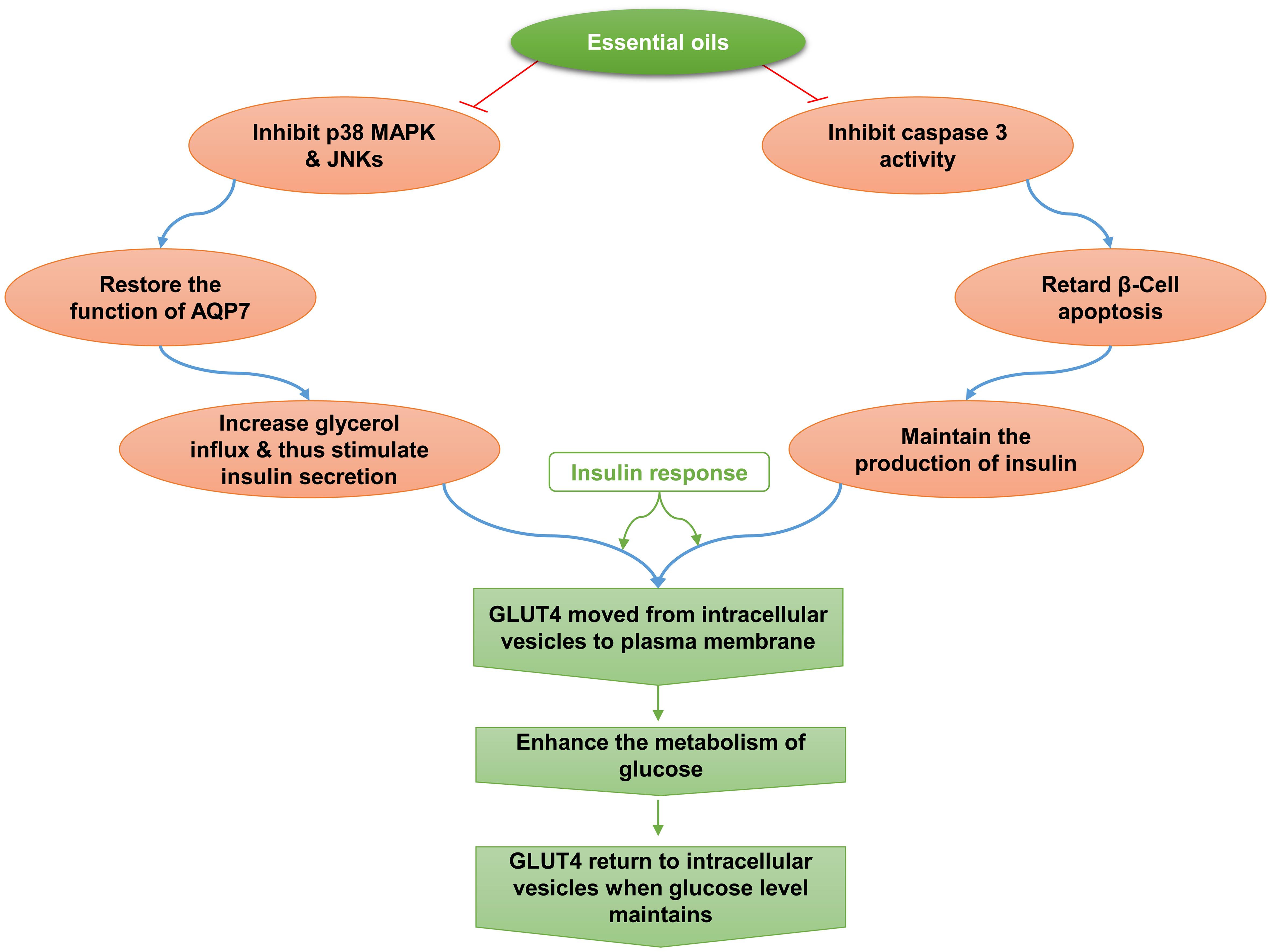 Anti-diabetic mechanism of essential oils through signaling pathways.