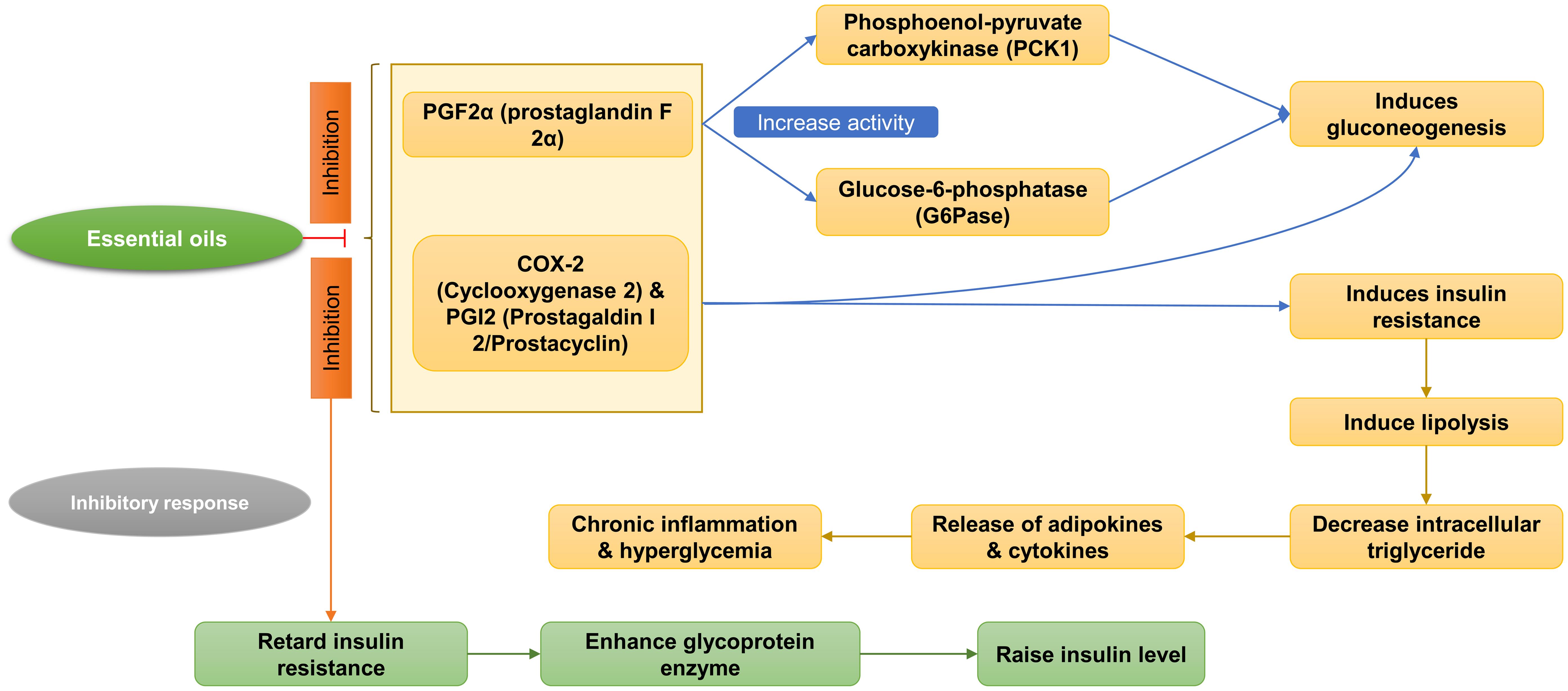 Anti-diabetic mechanism of essential oils via inhibition of prostaglandins.