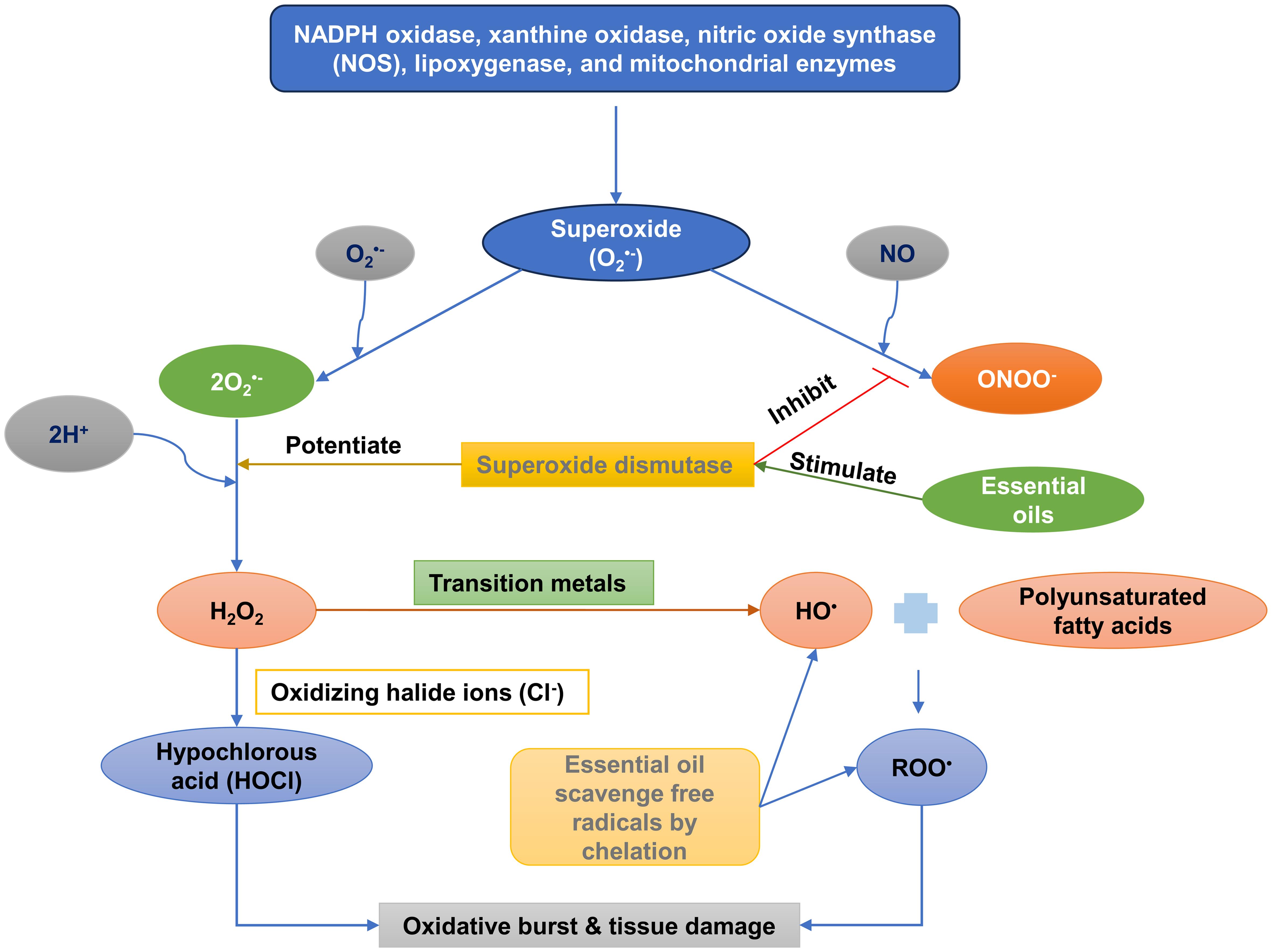 Protection against oxidative burst by essential oil.