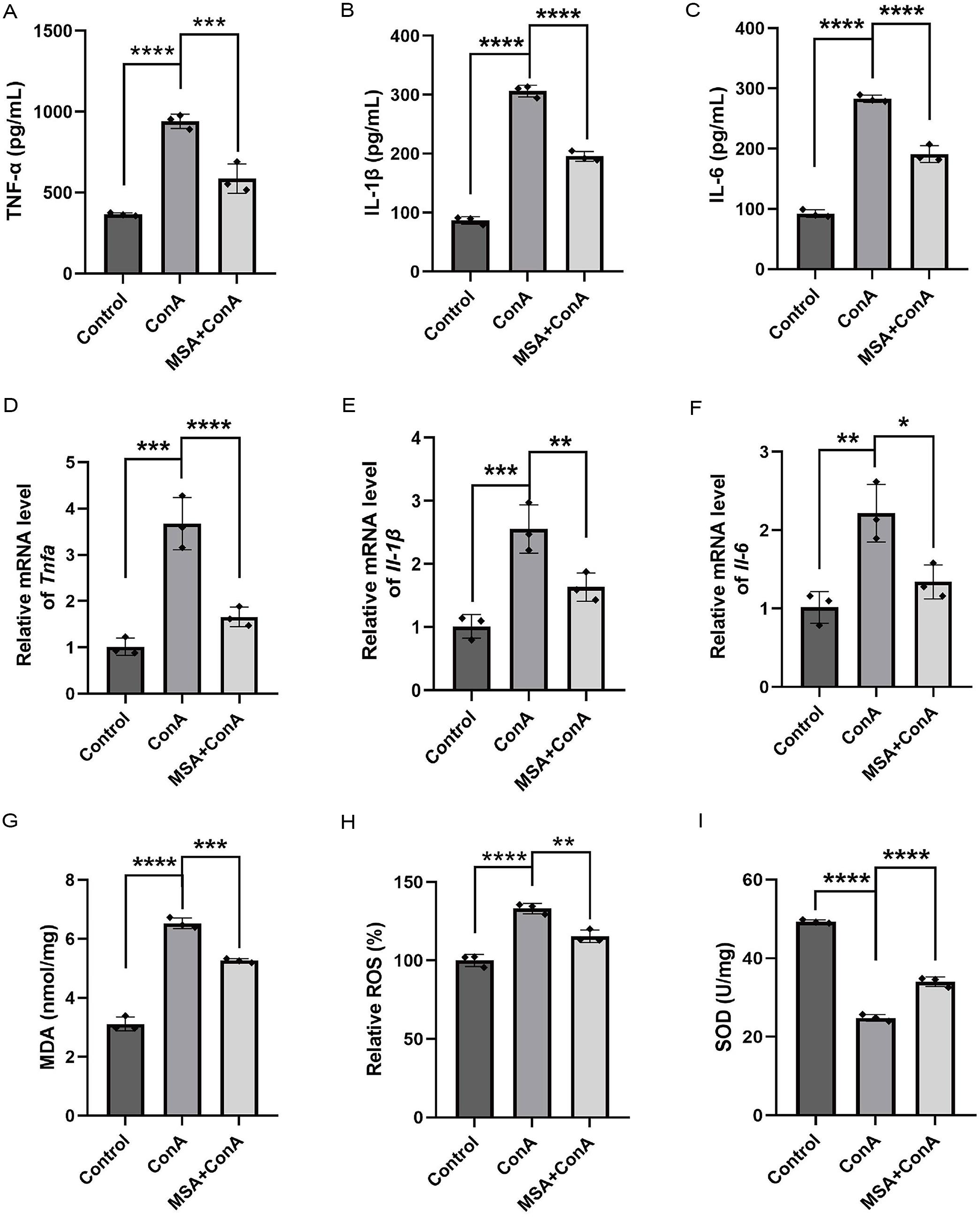 Effects of MSA on inflammatory and oxidative stress markers in the ConA-induced AIH mouse model.