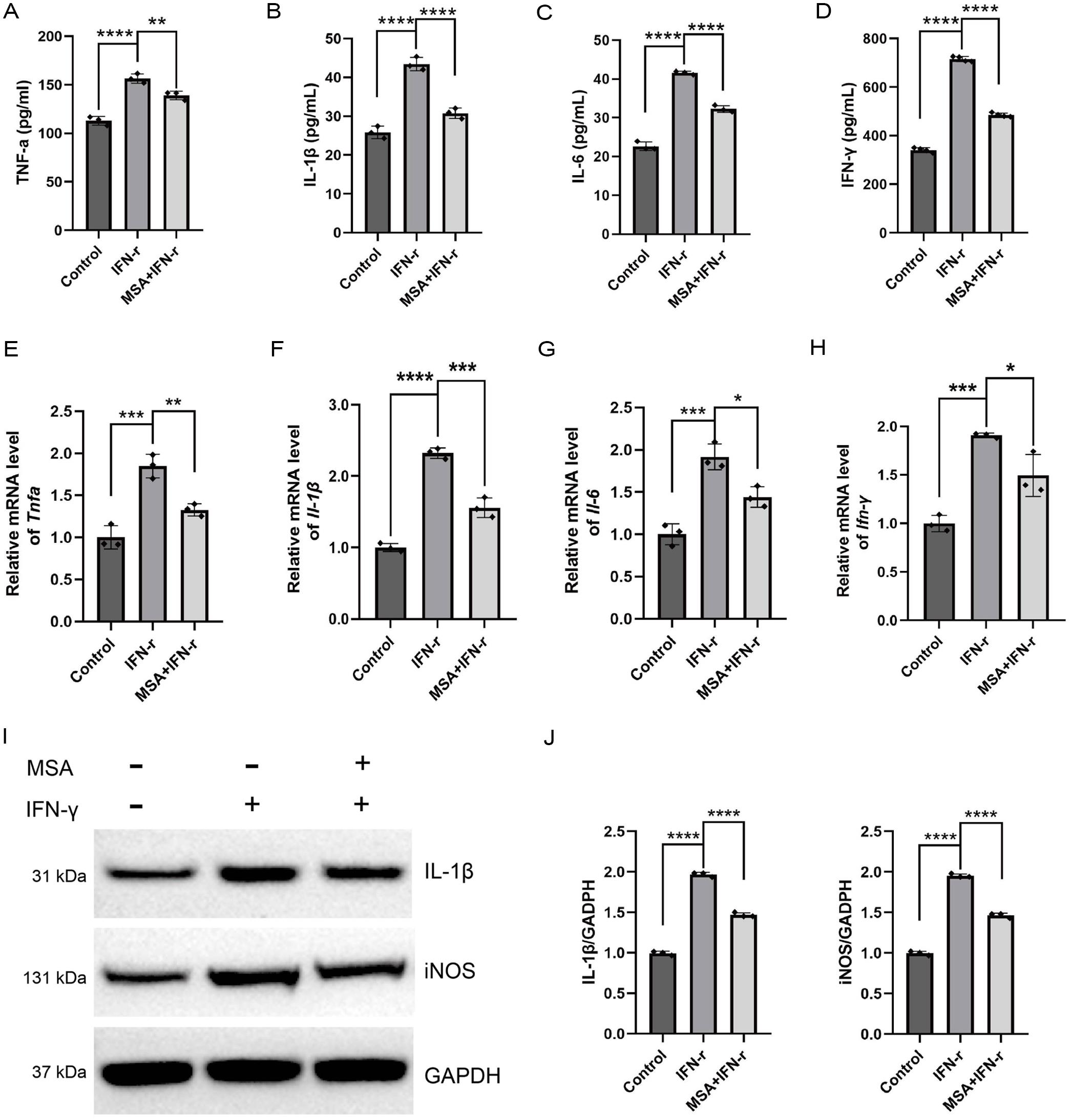 Effects of MSA on inflammatory and oxidative stress markers in IFN-γ-stimulated macrophages.