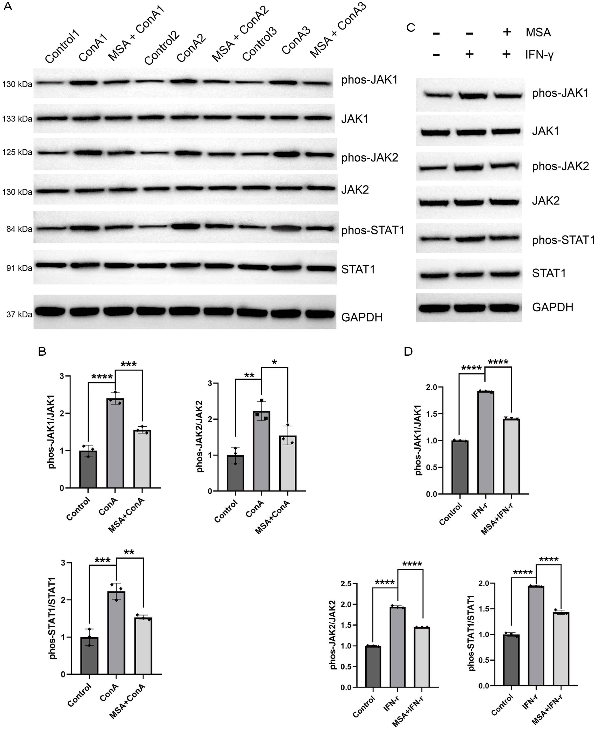 Effects of MSA on regulating the JAK-STAT pathway in mouse liver and macrophages.