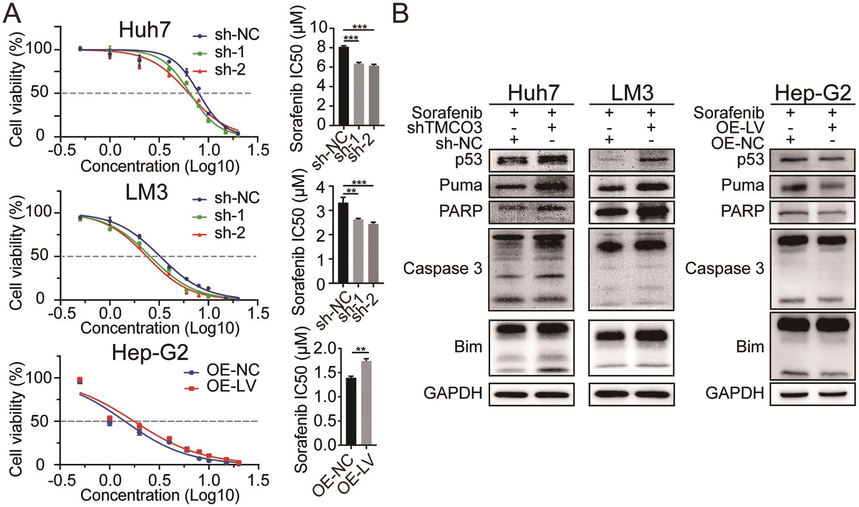 TMCO3 mediates the sensitivity of HCC cells to sorafenib.