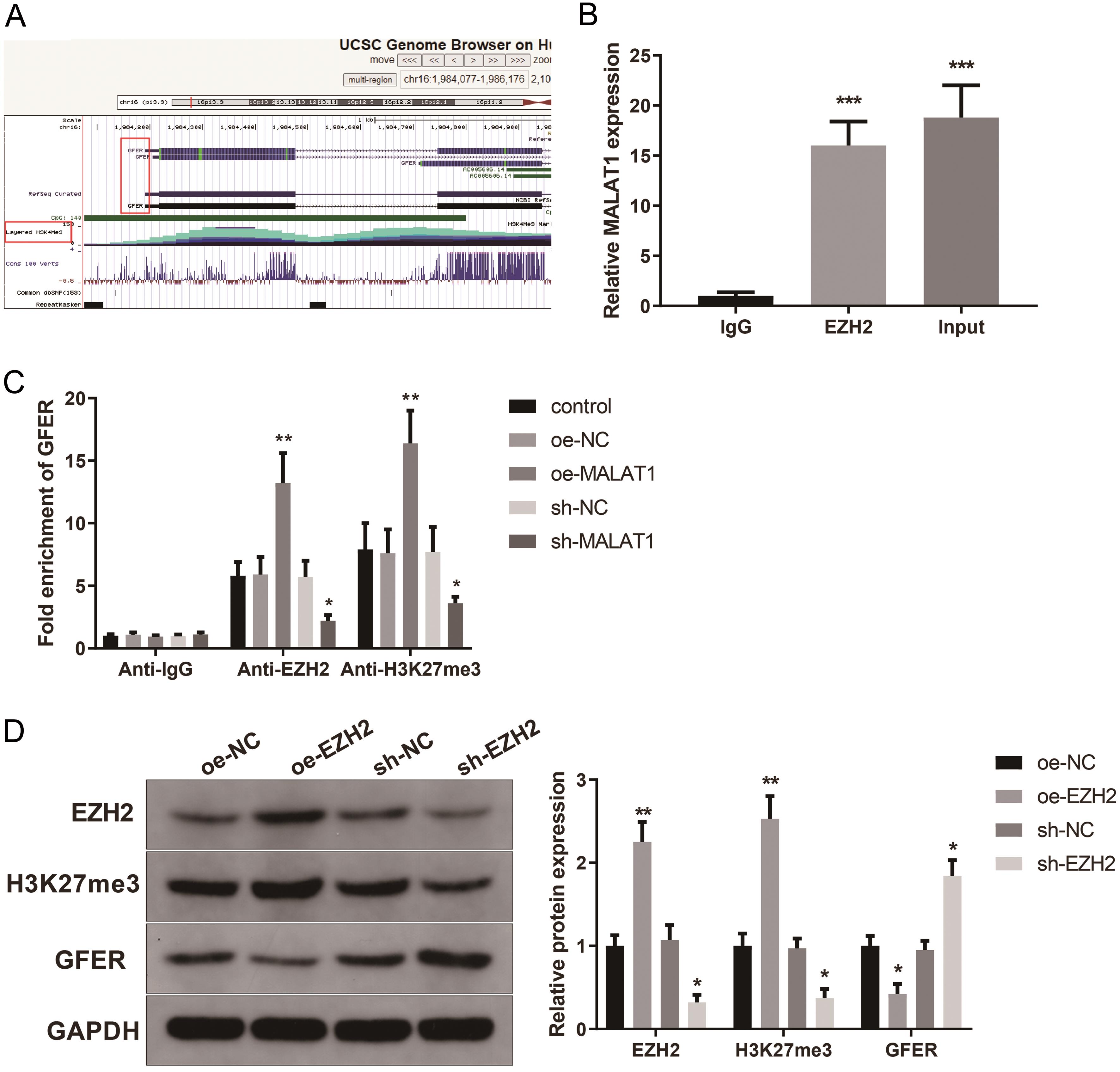 MALAT1 suppresses GFER expression through recruiting EZH2 to the GFER promoter region.
