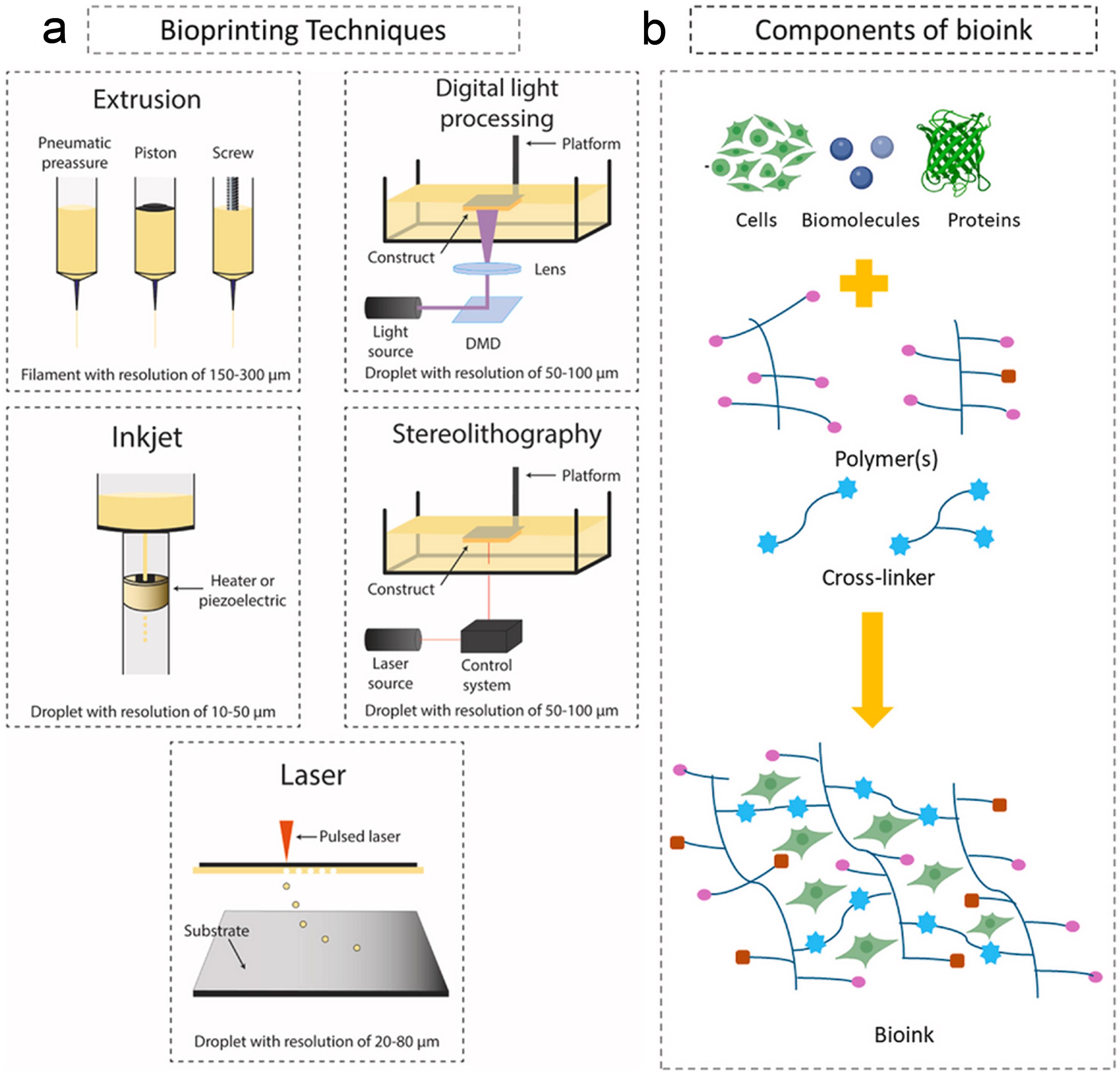 3D bioprinting.