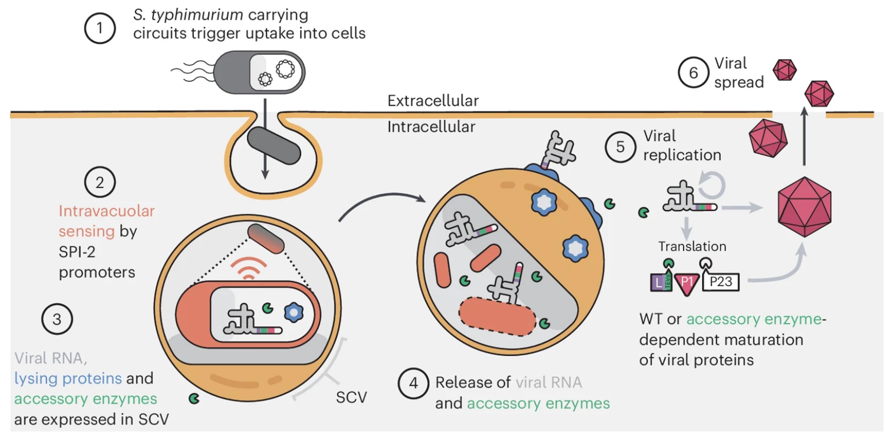 Dose-related toxicity microbe consortium as an oncotherapeutic scheme for viral genomes/proteins in host cytoplasm.