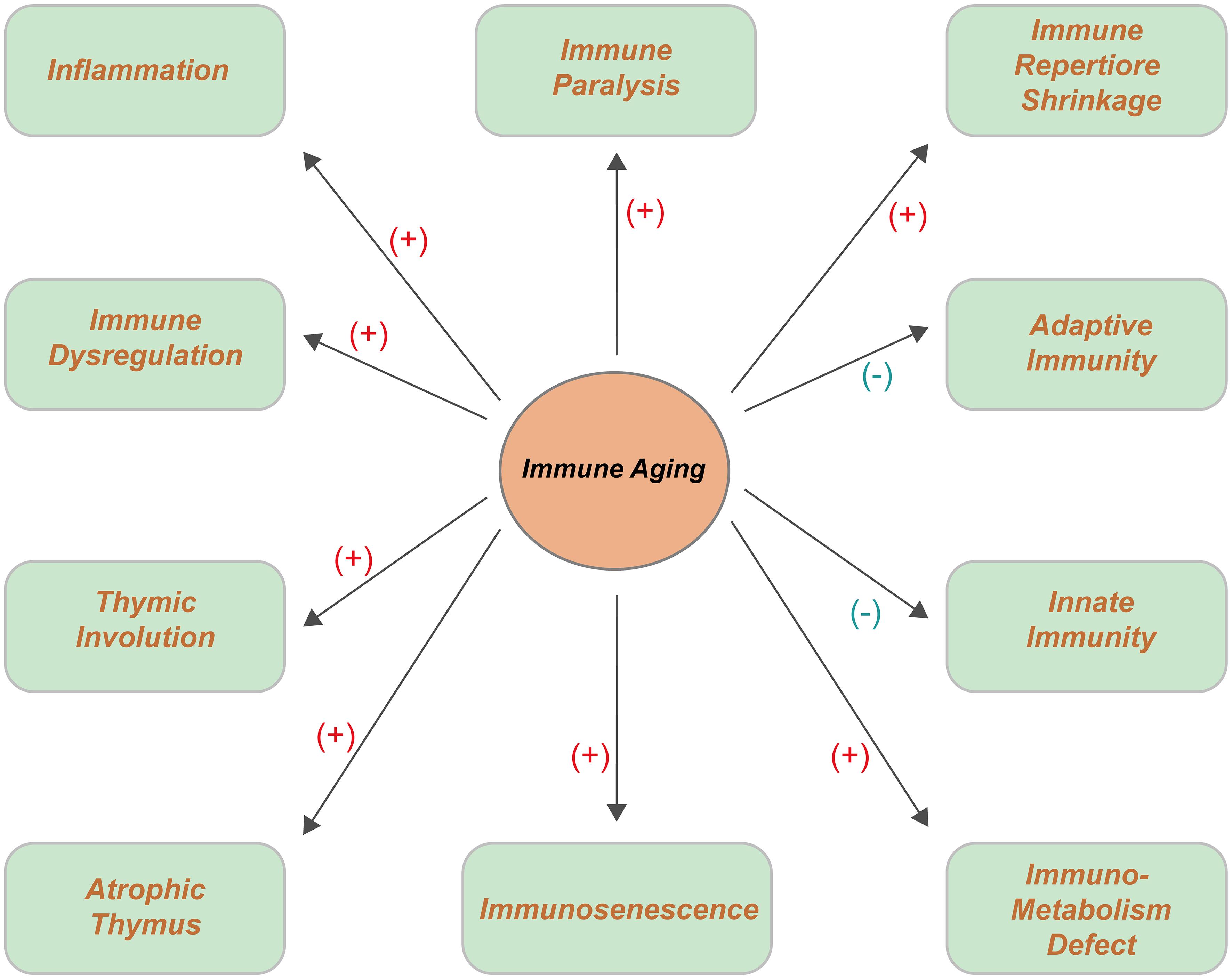 Summary of the impact of immune aging on immune cell function.