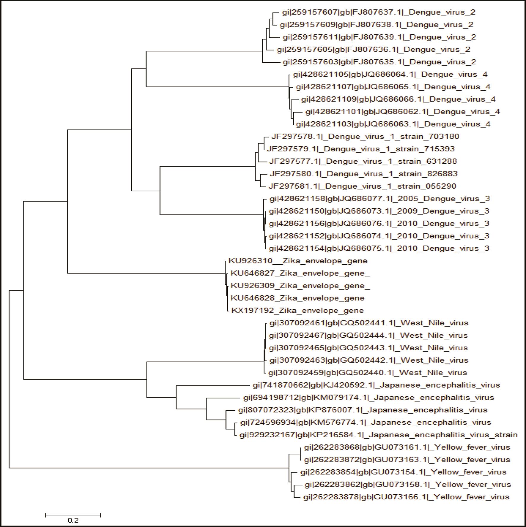 Phylogenetic relationship between the E gene sequences of different <italic>Flavivirus</italic> members from various countries.