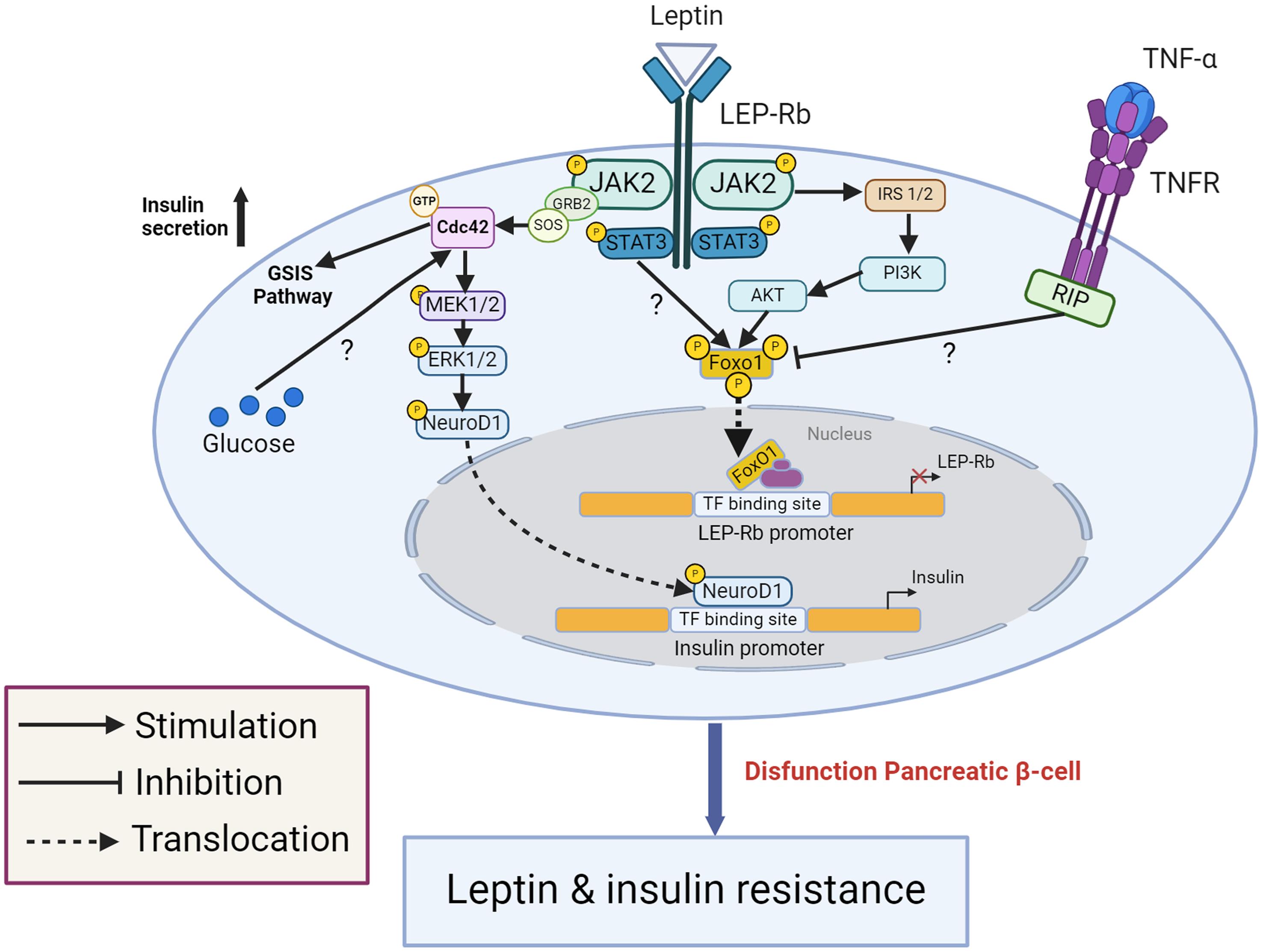 β-cell dysfunction through the FOXO1/LEPR signaling pathway.