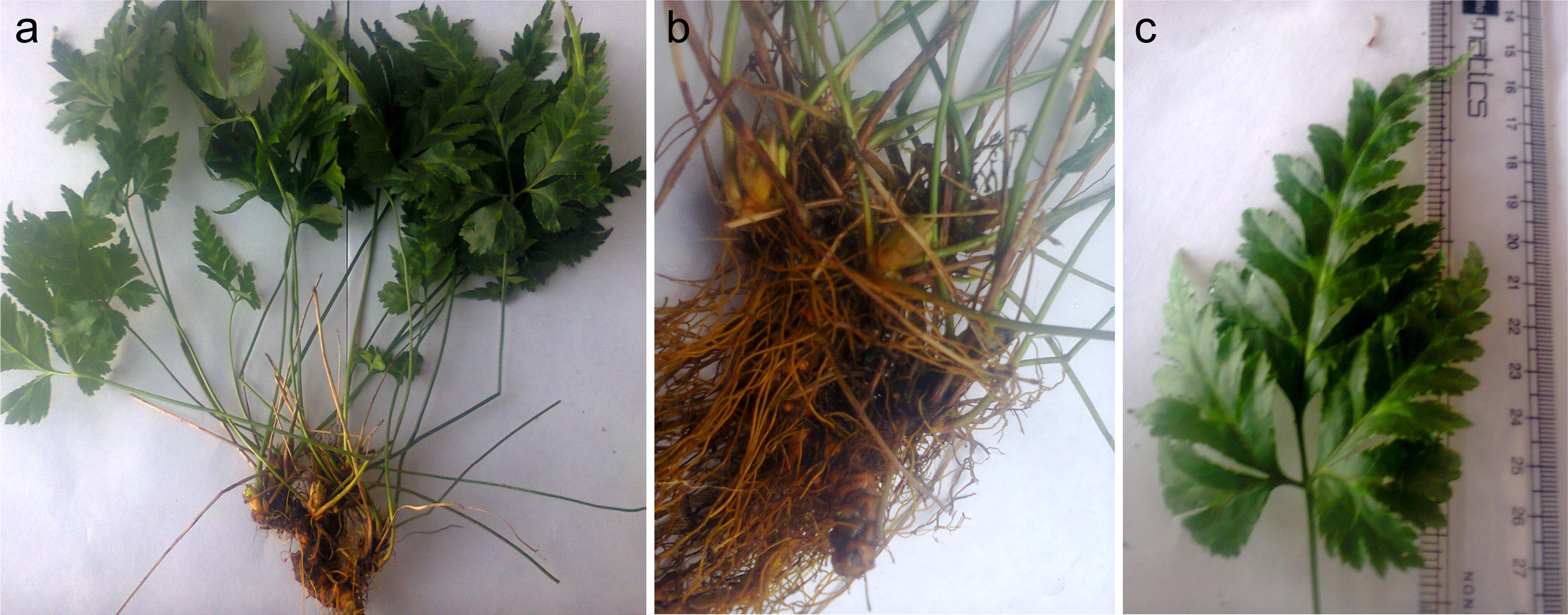 <italic>Coptis teeta</italic> Wall. plant.