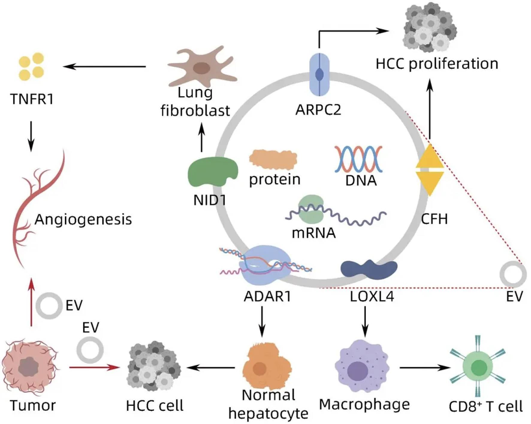 Impact of HCC-EV on HCC (Reprinted from Shi <italic>et al</italic>., J Clin Hepatol, 2024, with permission).