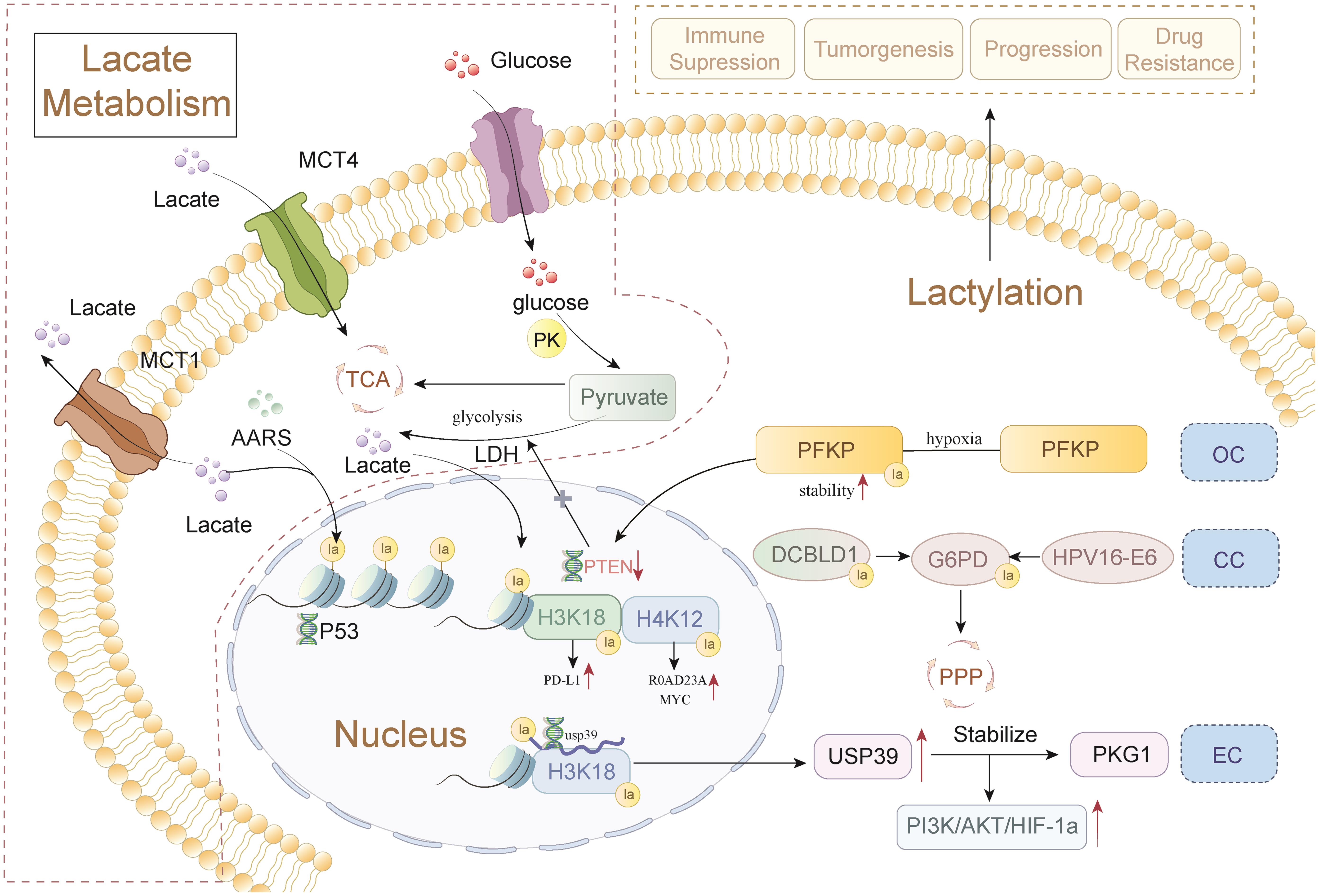 Role of lactate metabolism and lactylation in gynecological malignancies.