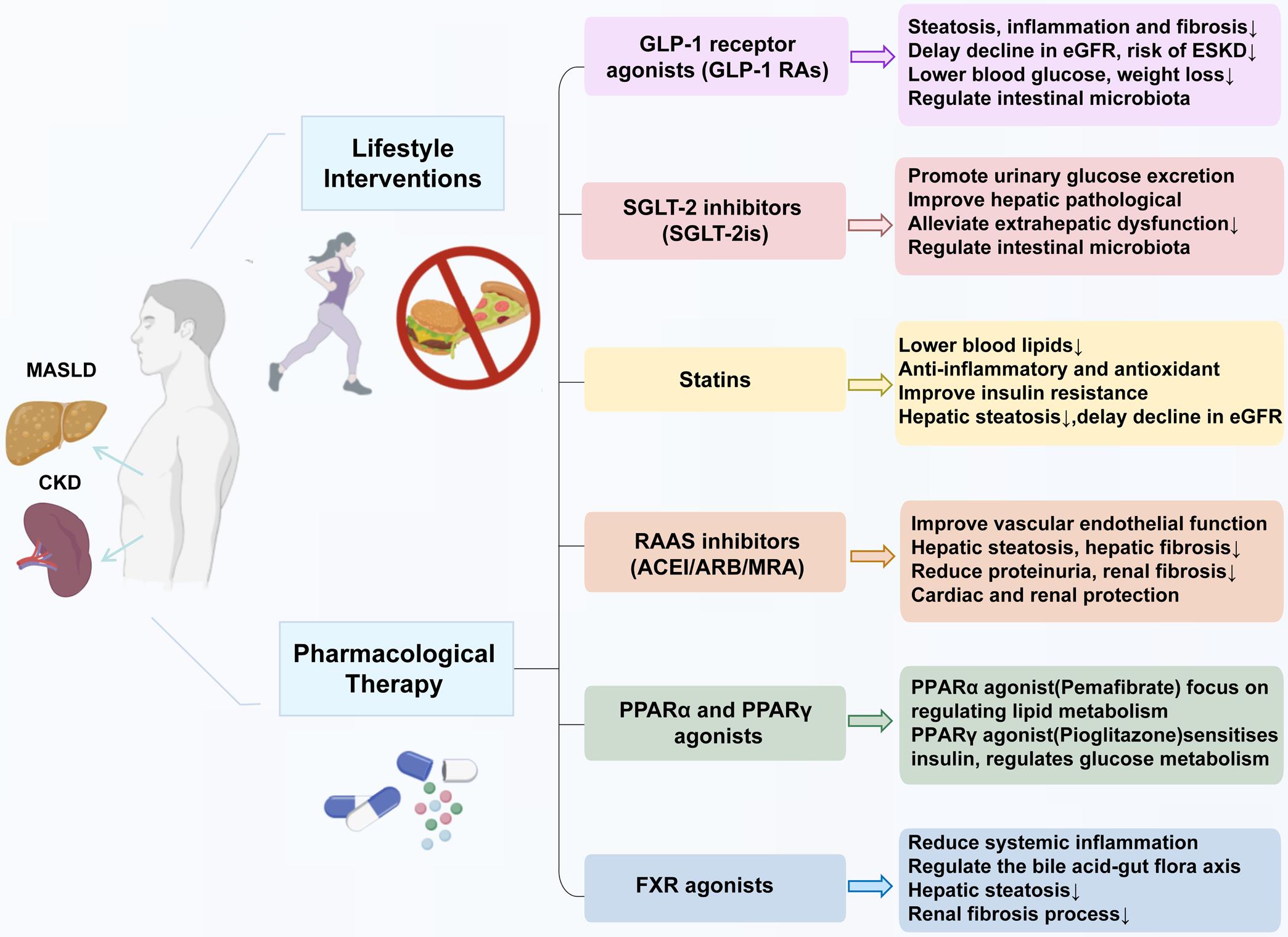 Potential Clinical Management Strategies for MASLD combined with CKD.