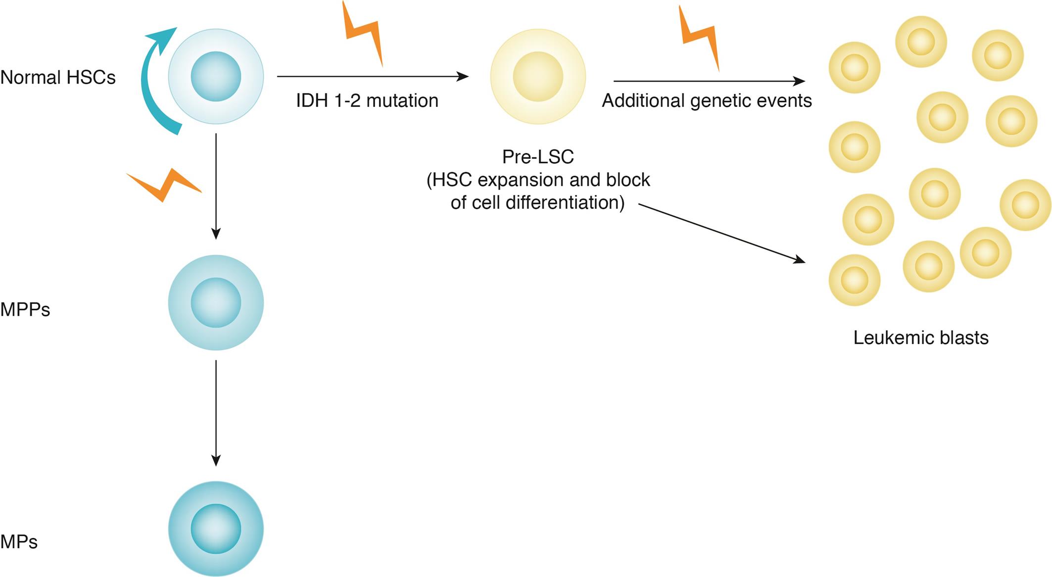 Schematic model for the acquisition of IDH1/2 mutations during leukemic development.