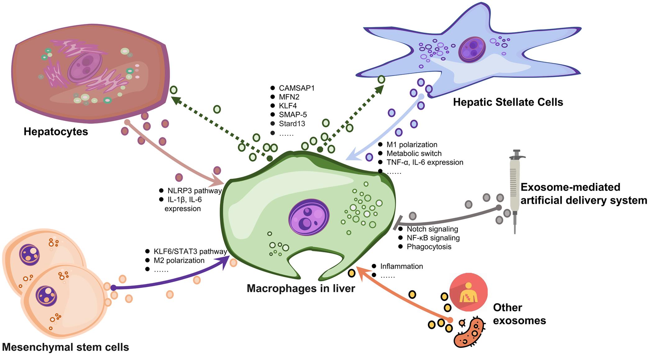 Role of macrophage-associated exosomes in liver fibrosis.