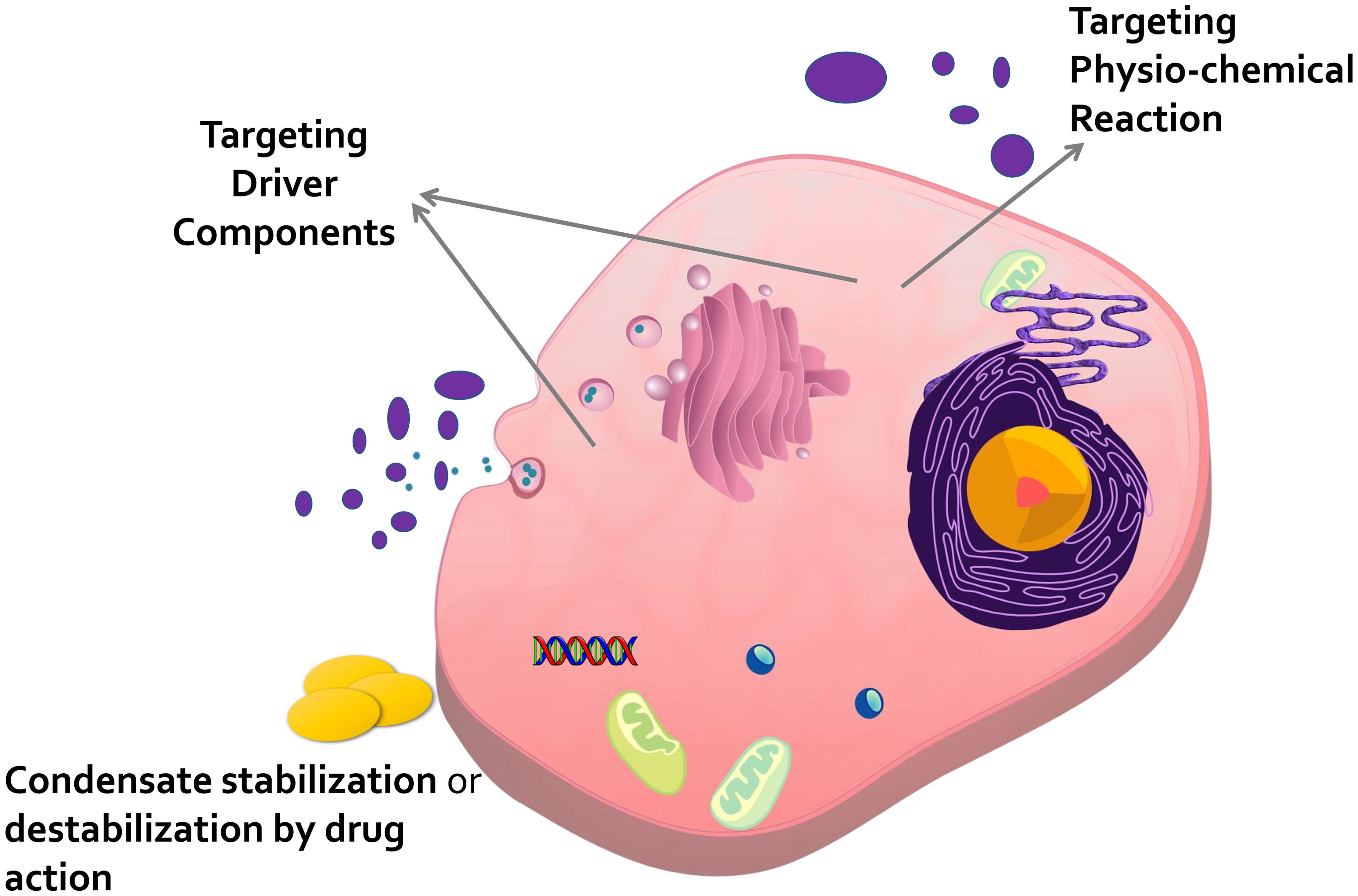 Expanded view of the cellular environment demonstrating how some proteins (blue dots) and nucleic acids (purple bent lines) partition into a biomolecular condensate that can be degraded (purple circle).