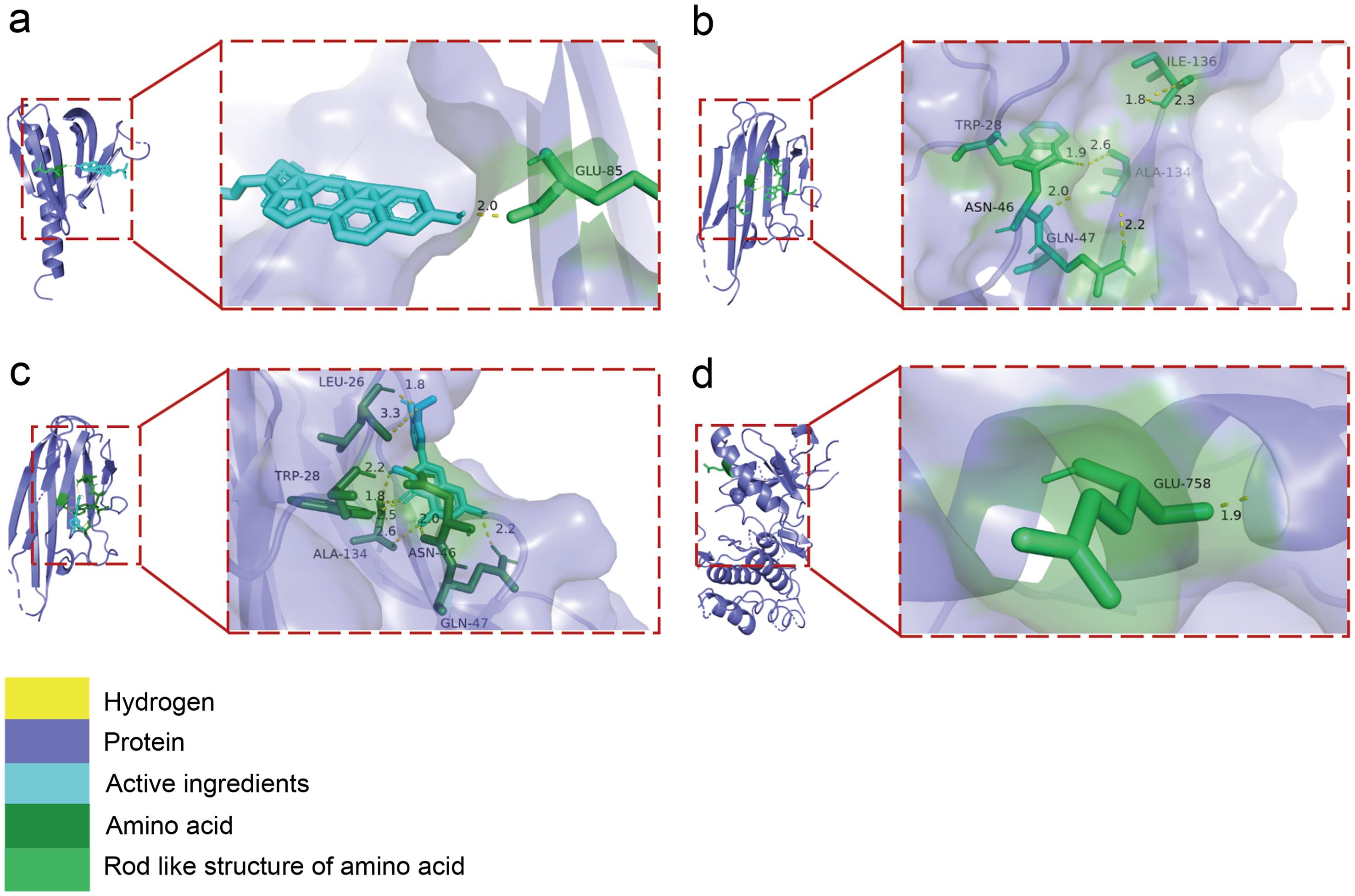 Docking diagram between core active ingredients and key targets.