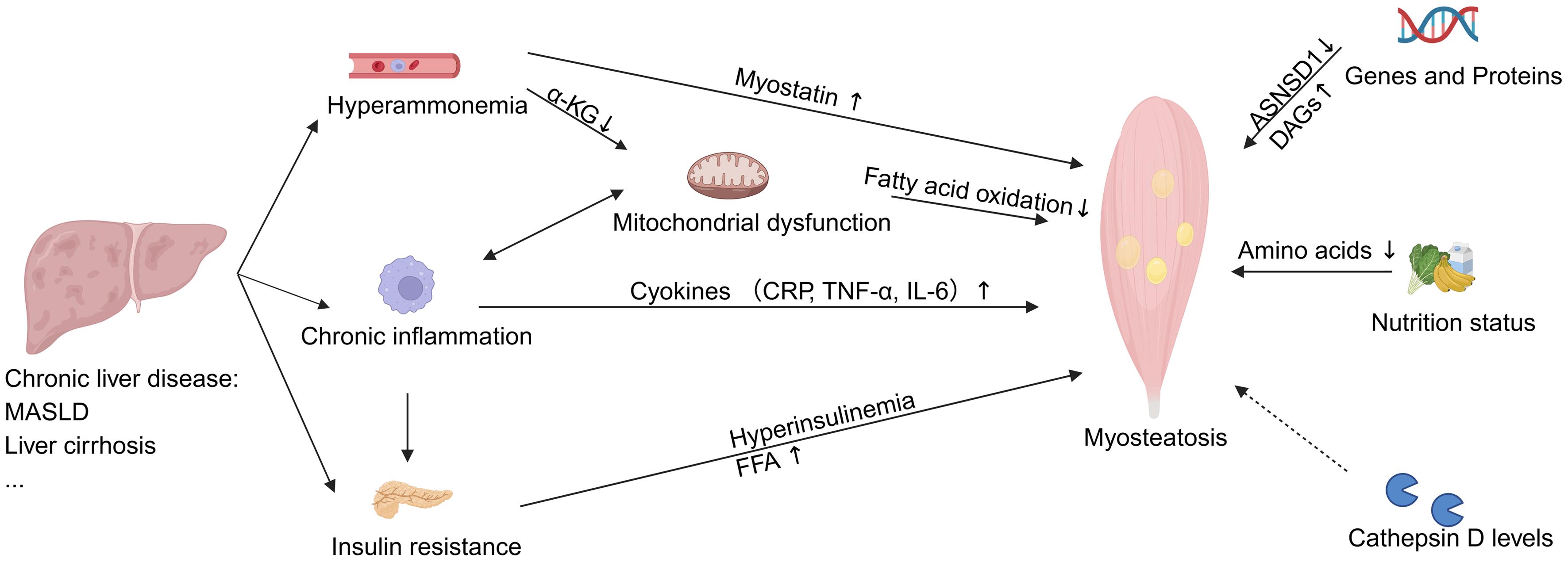 A summary of mechanistic pathways responsible for the advent and progression of myosteatosis-center on the liver-muscle axis.