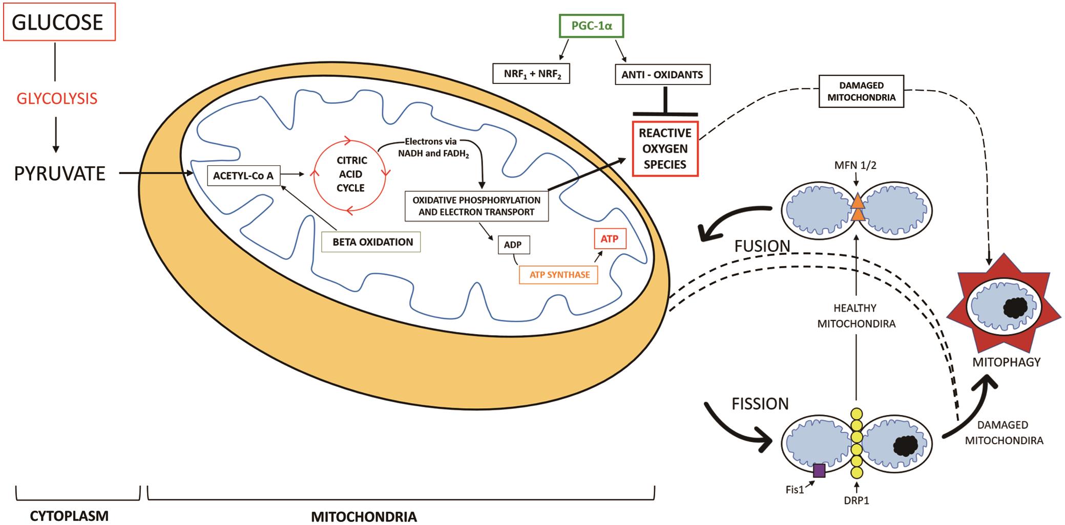 General overview of some aspects of mitochondrial dysfunction in metabolic associated liver disease as described in the text, diagram adapted from Wu <italic>et al</italic>.