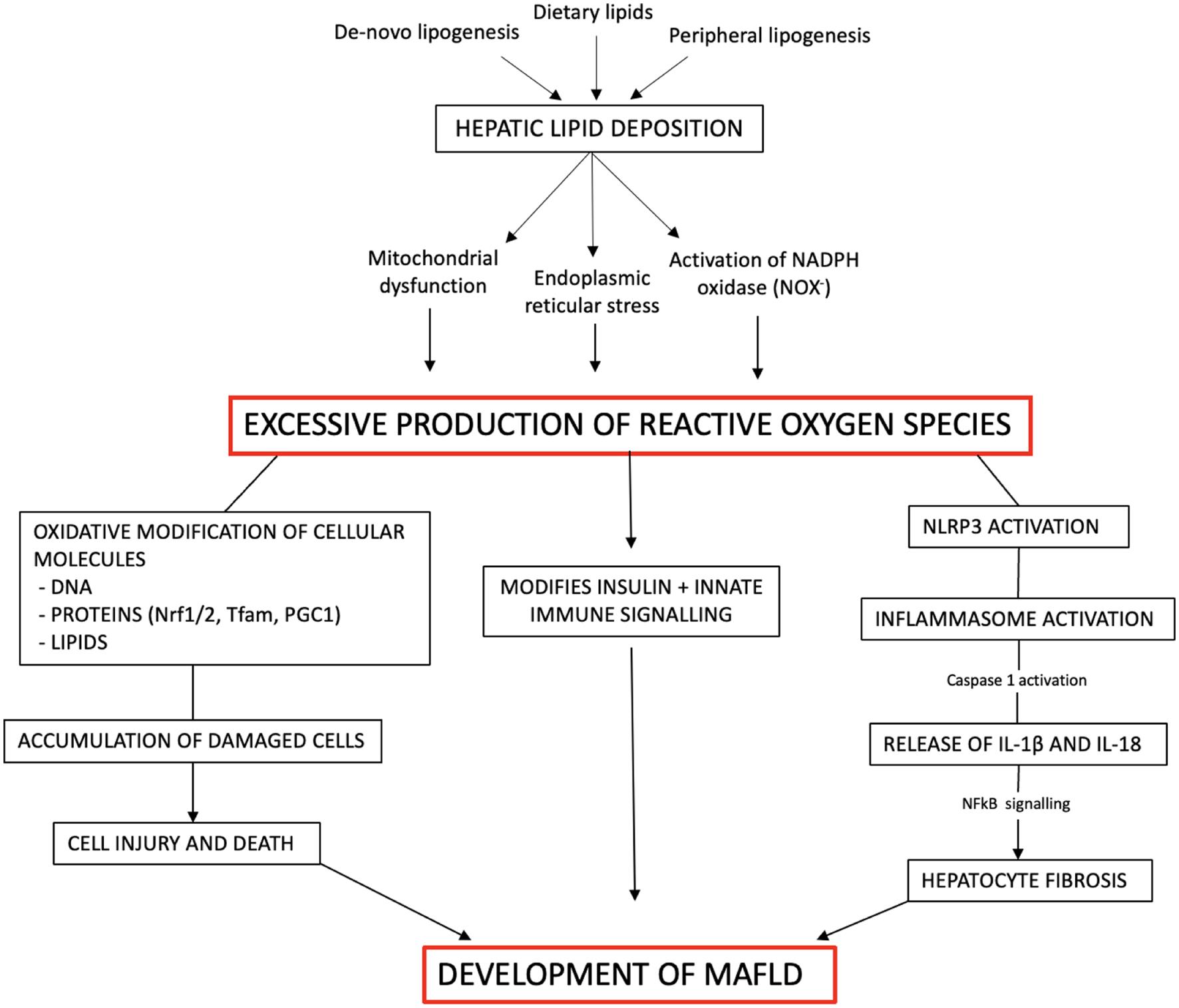 General overview of the potential pathophysiological mechanisms linking reactive oxygen species (ROS) to MAFLD development.