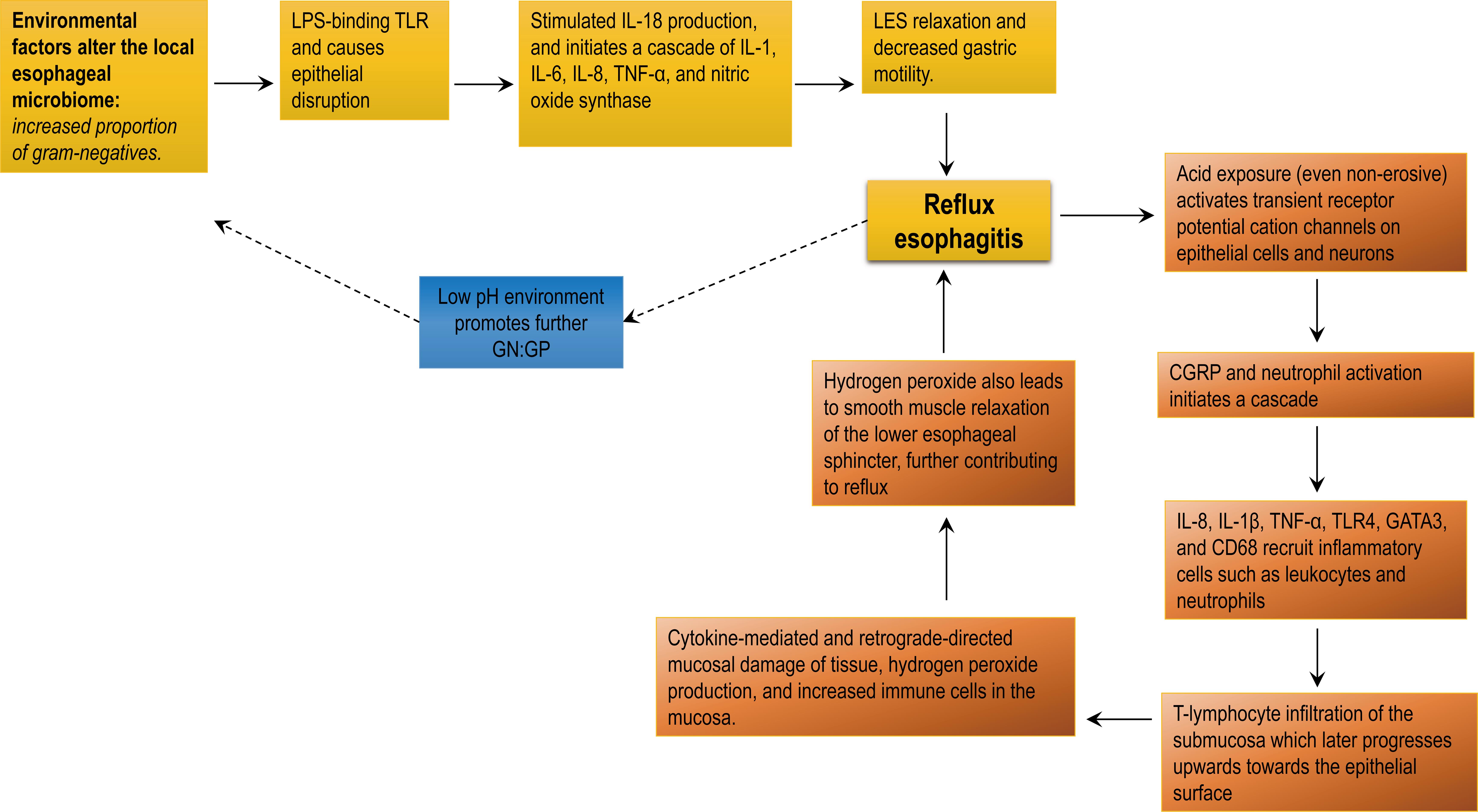 Proposed mechanism of microbiome-influenced erosive disease.