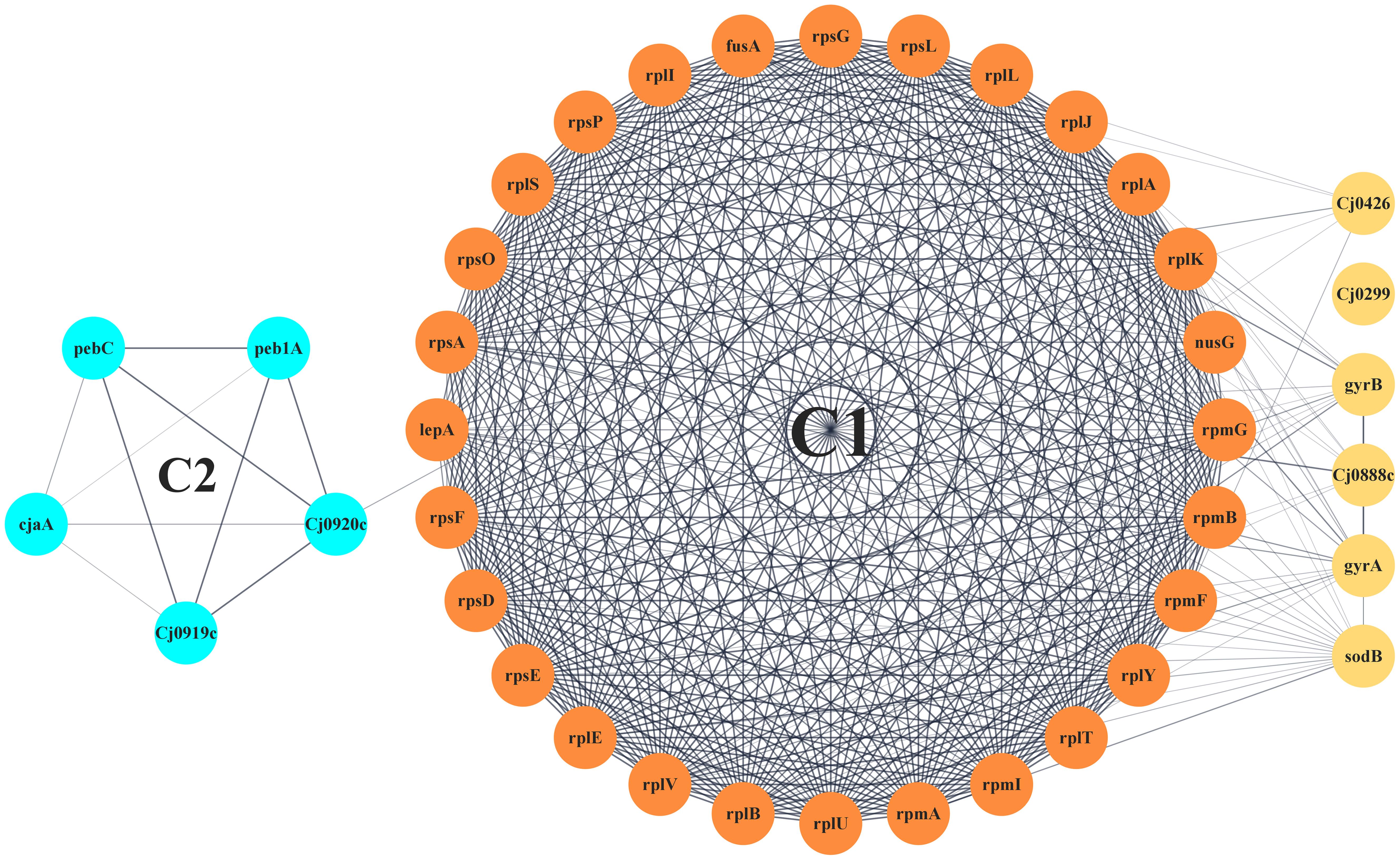 Clustering analysis of the gene interaction network using MCODE tool resulted in two clusters, C1 (orange) and C2 (blue) where C1 had the highest level of clustering.