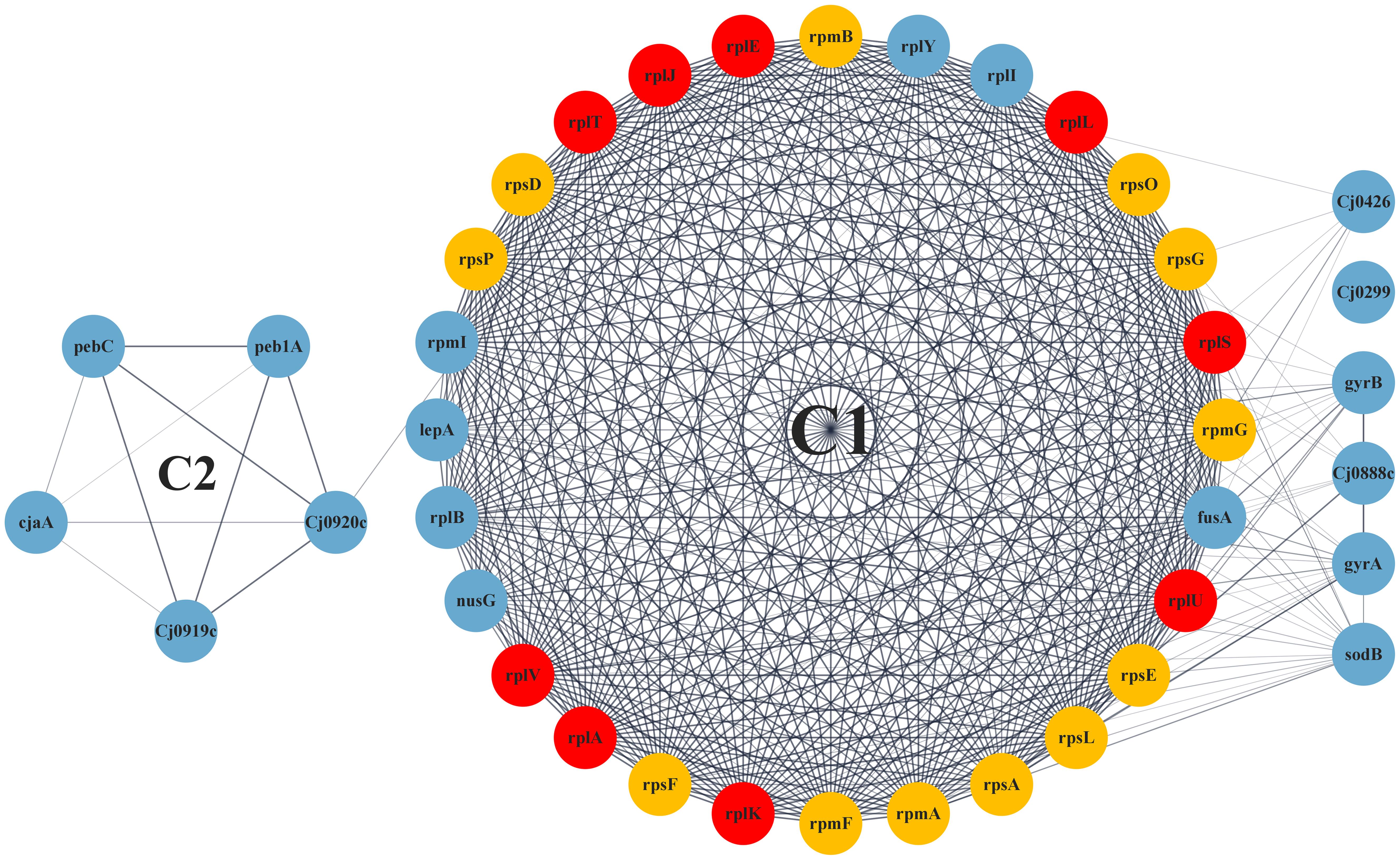 Enrichment of the AMR (antimicrobial resistance) genes using ClueGO involved in CCs.