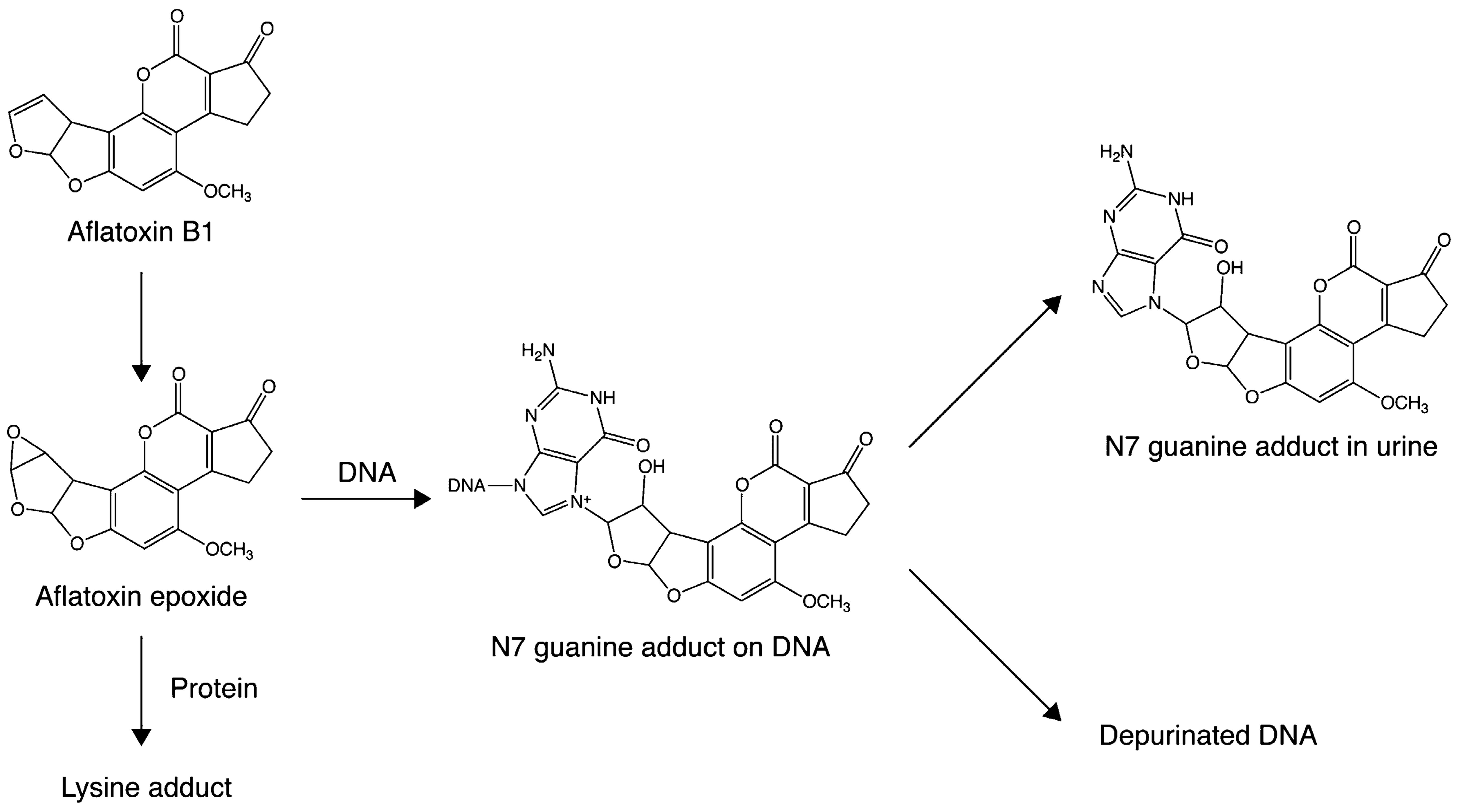 Metabolism of aflatoxin B<sub>1</sub> to the reactive epoxide, which can bind with protein to form adducts at lysine residues or react with DNA to form the N7 guanine adduct
