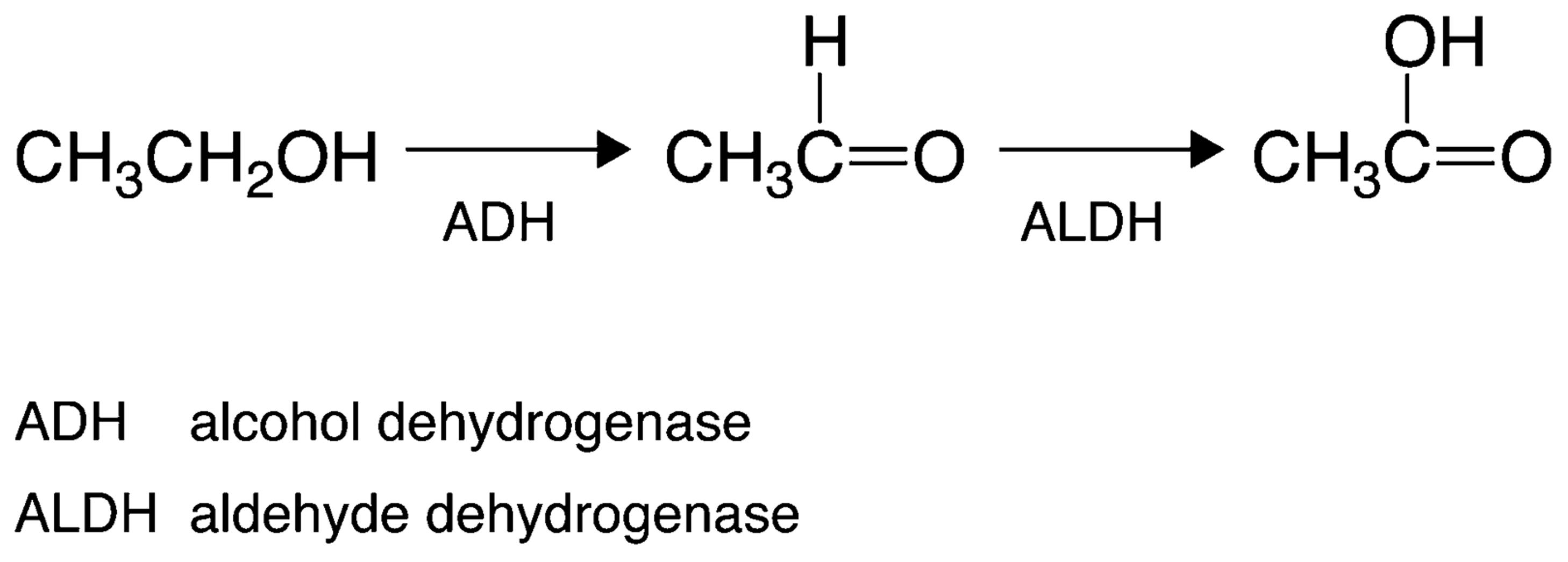 Metabolism of alcohol, first to acetaldehyde and then to acetic acid