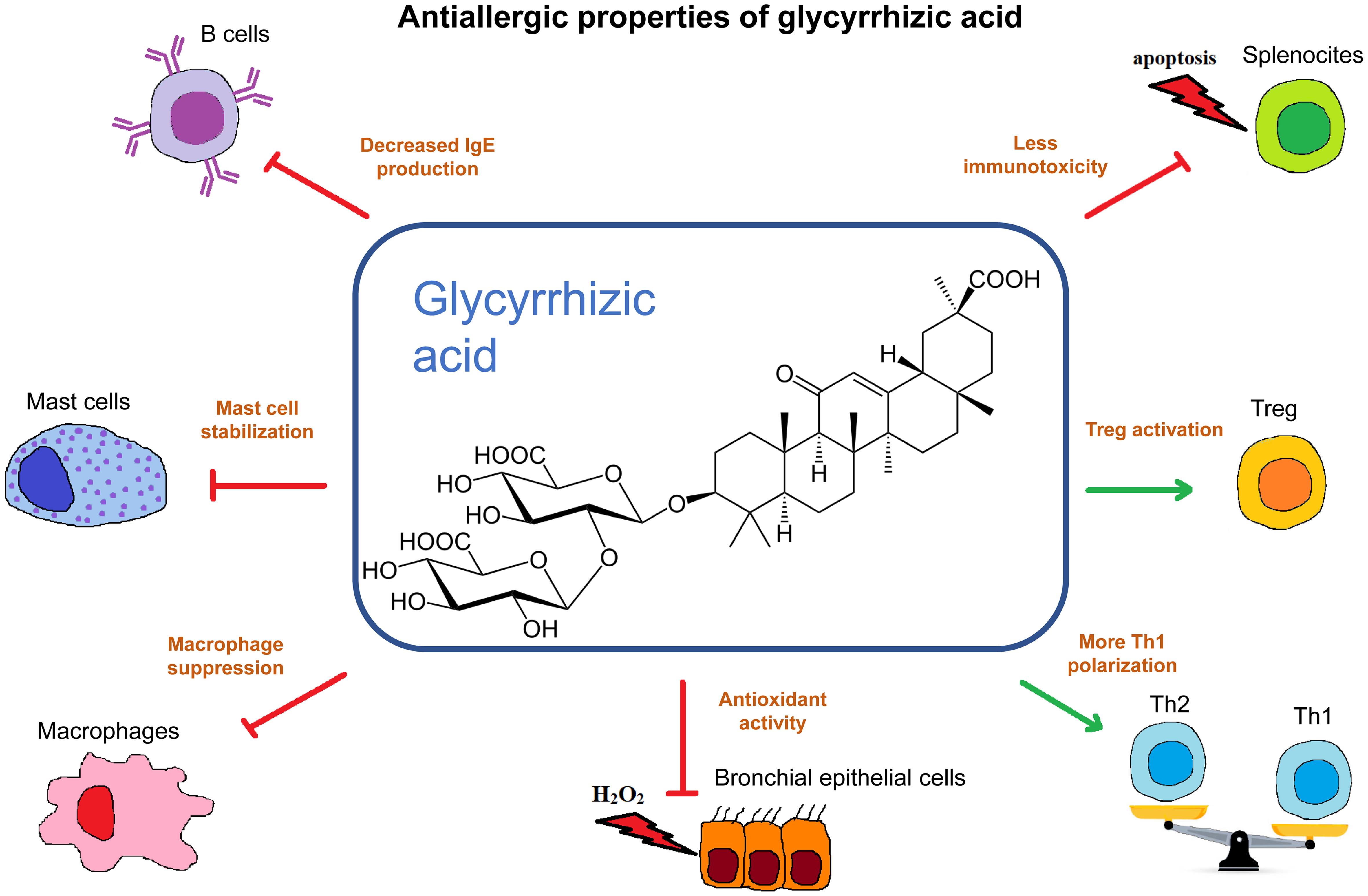 Antiallergic properties of glycyrrhizic acid.
