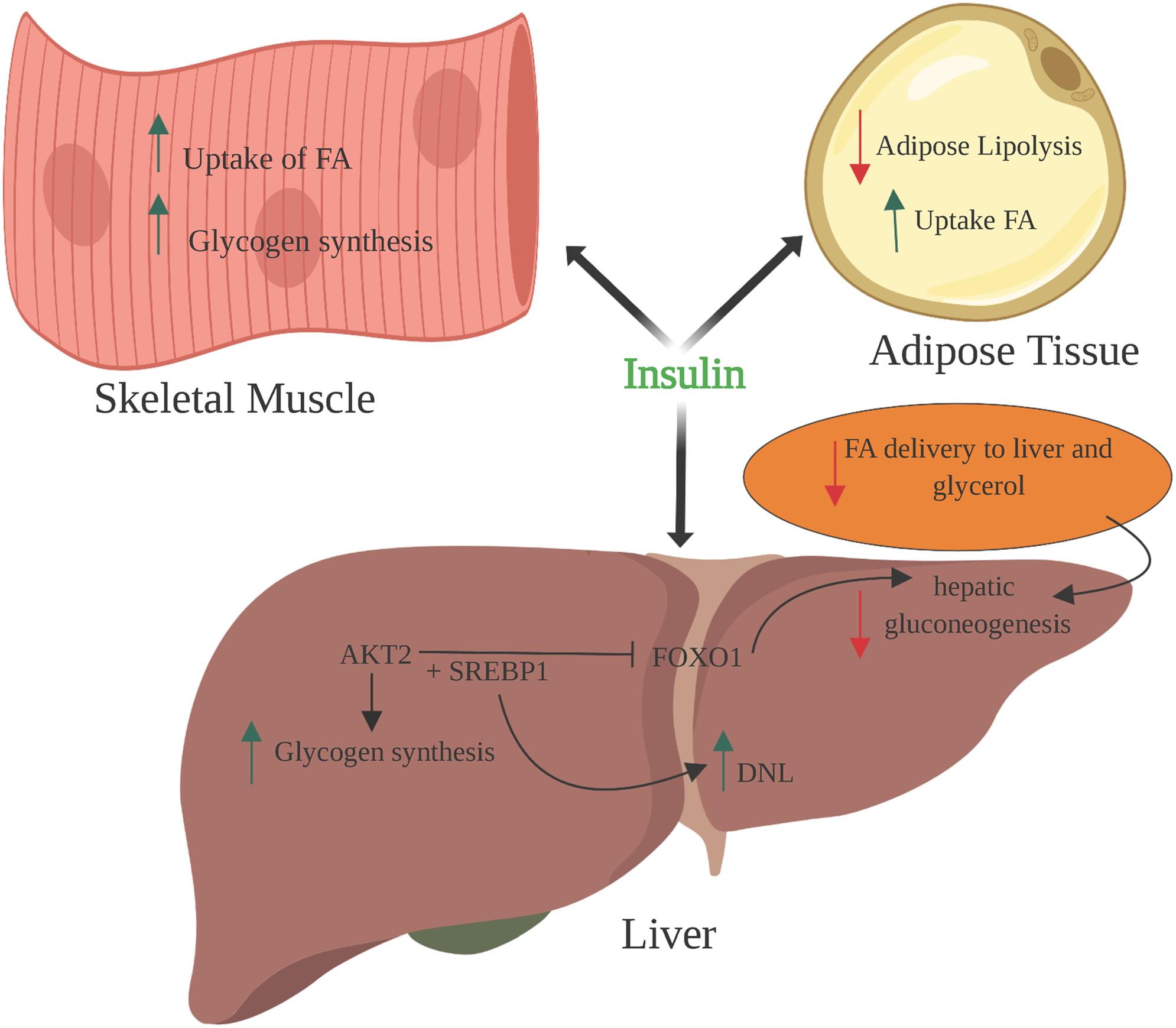 Effects of Insulin on Glucose and Lipid metabolism.