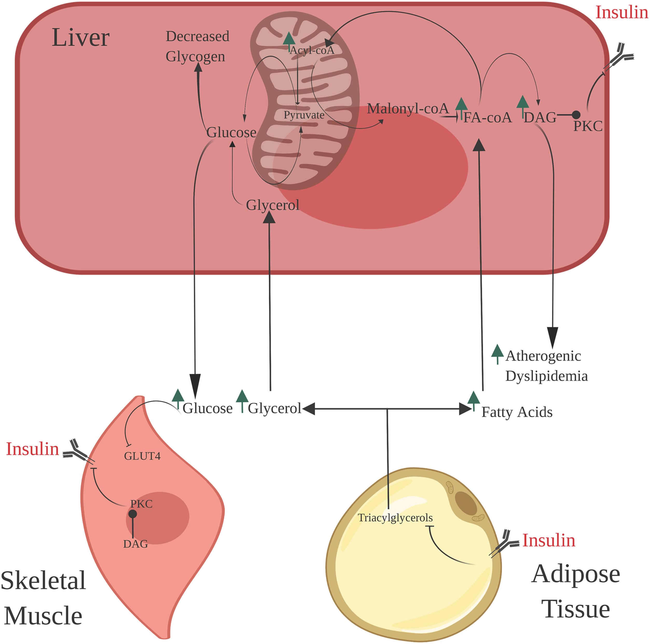 Mechanism of insulin resistance in skeletal muscle, liver and adipose tissue.