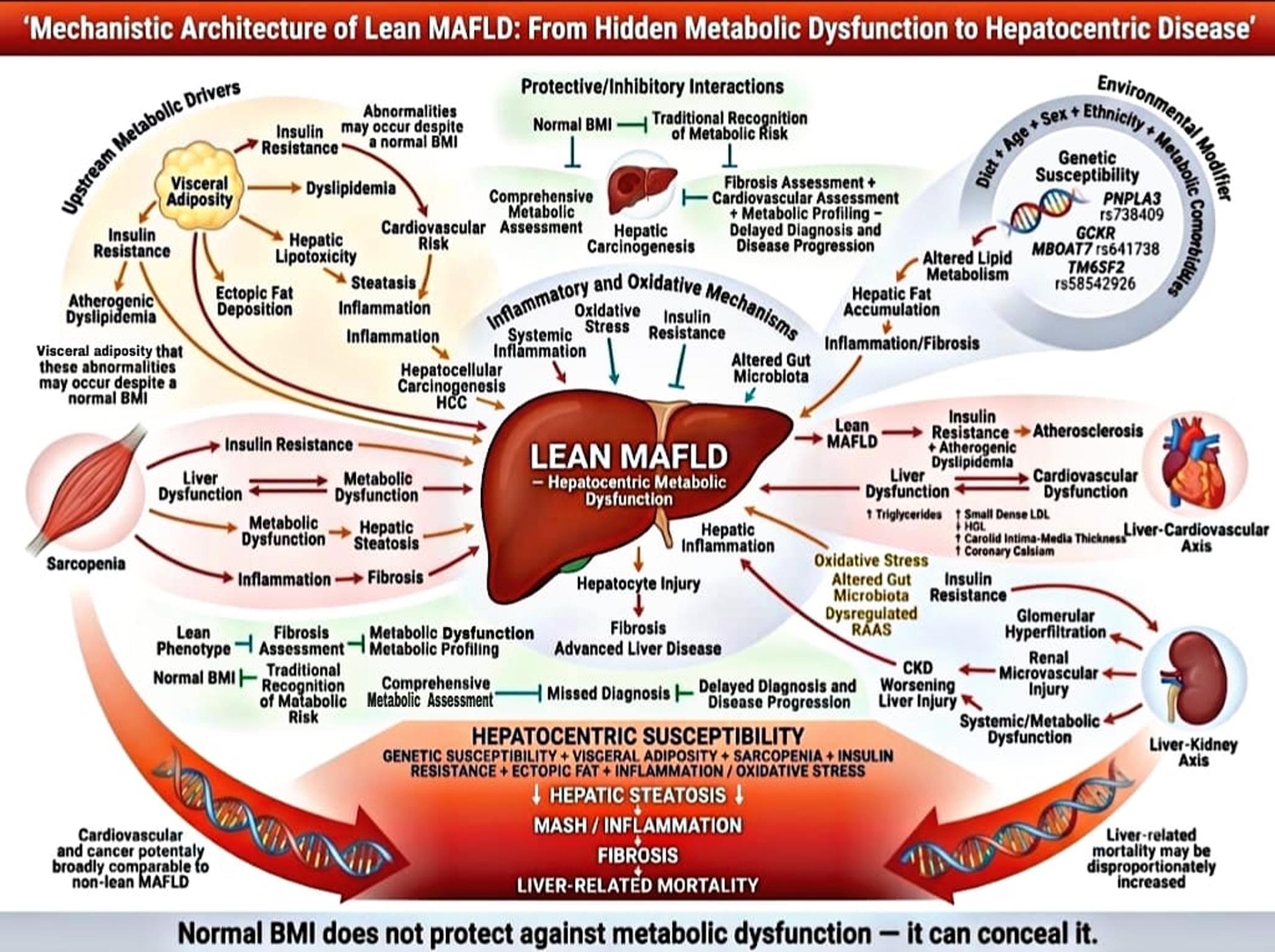 Mechanistic architecture of lean MAFLD: Stimulatory and inhibitory interactions underlying a hepatocentric phenotype.