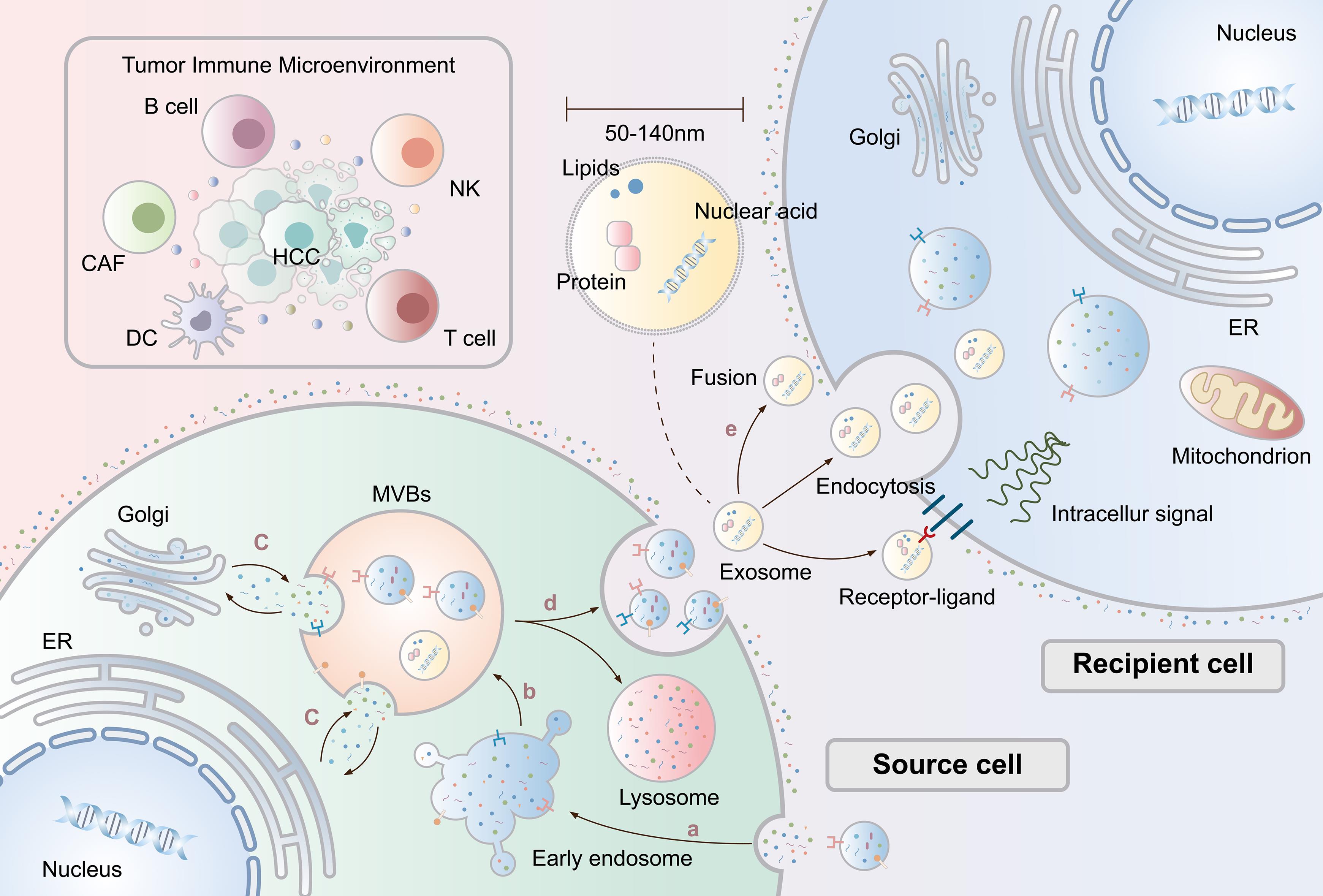 The process of exosome biogenesis, release, and uptake.